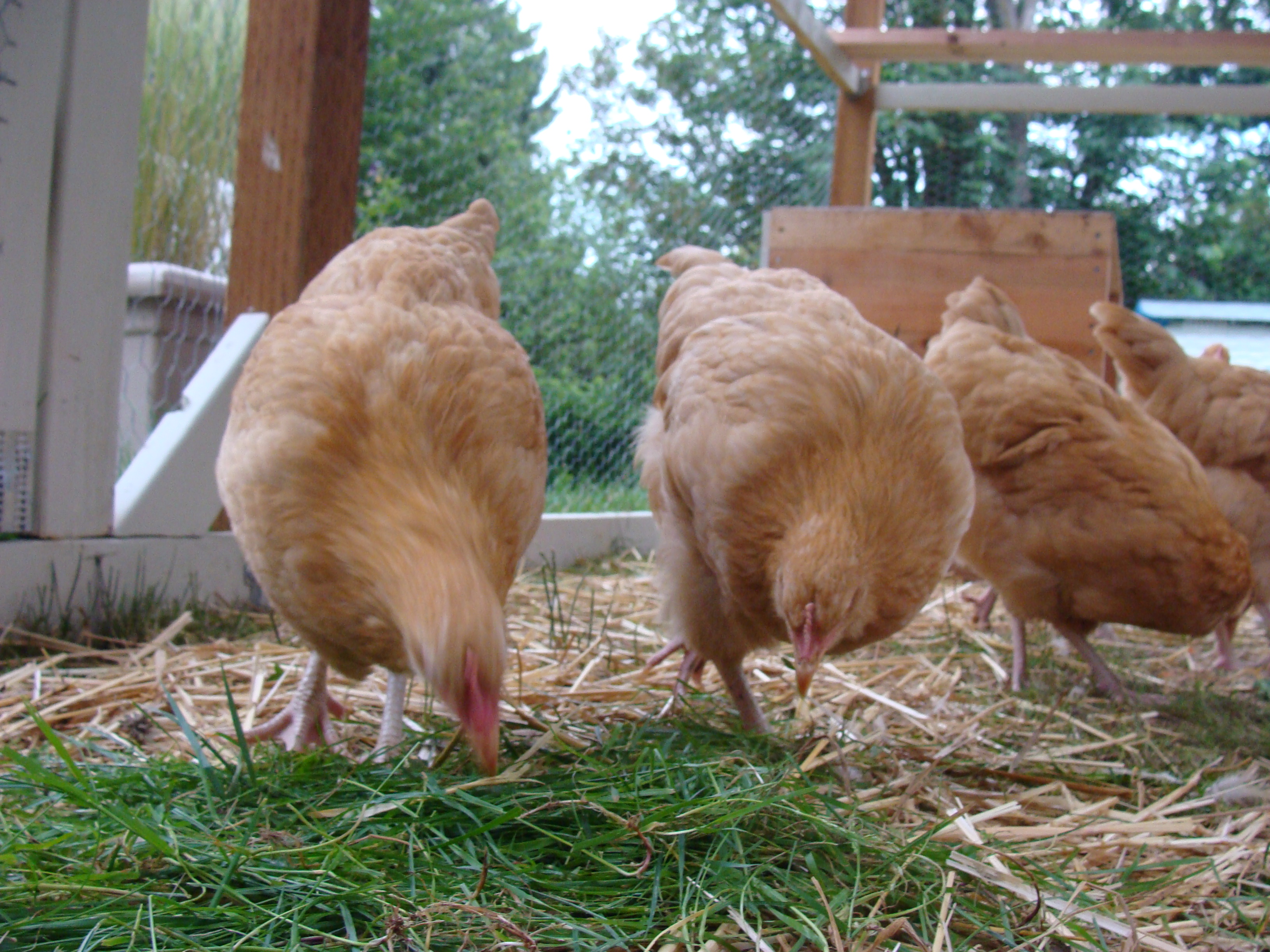 Its chicken scratch time.