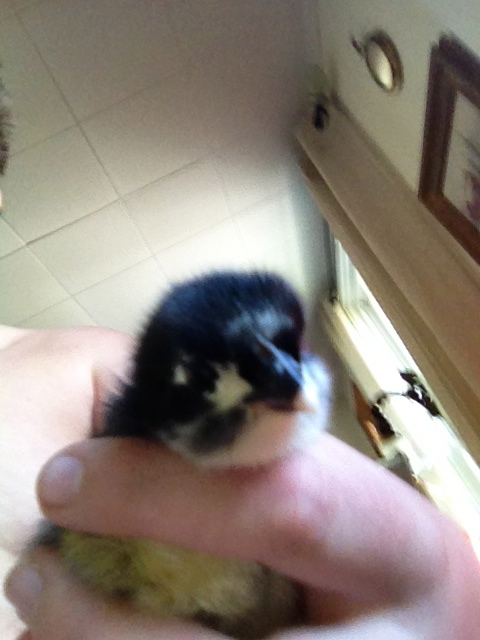 Its Oreo!
