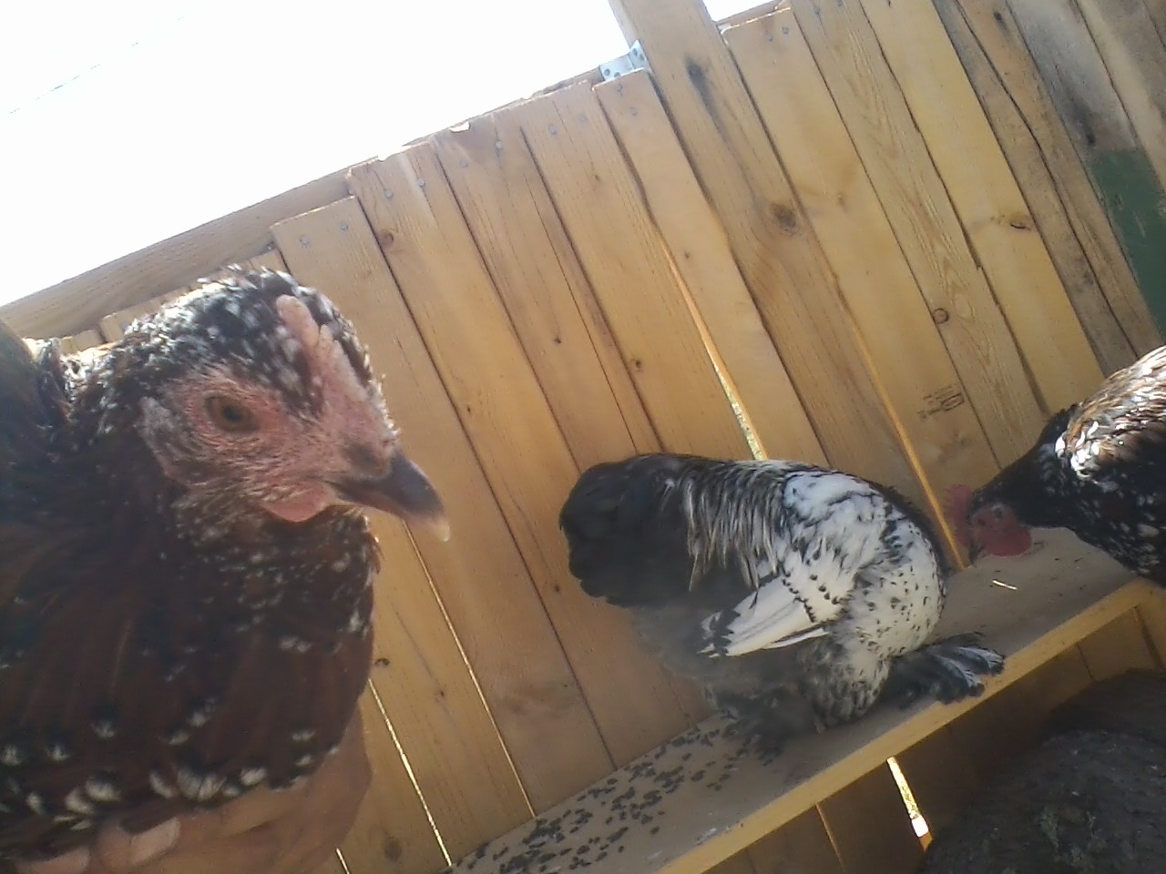 It's Polly-Jean Featherbottom, my female speckled sussex.