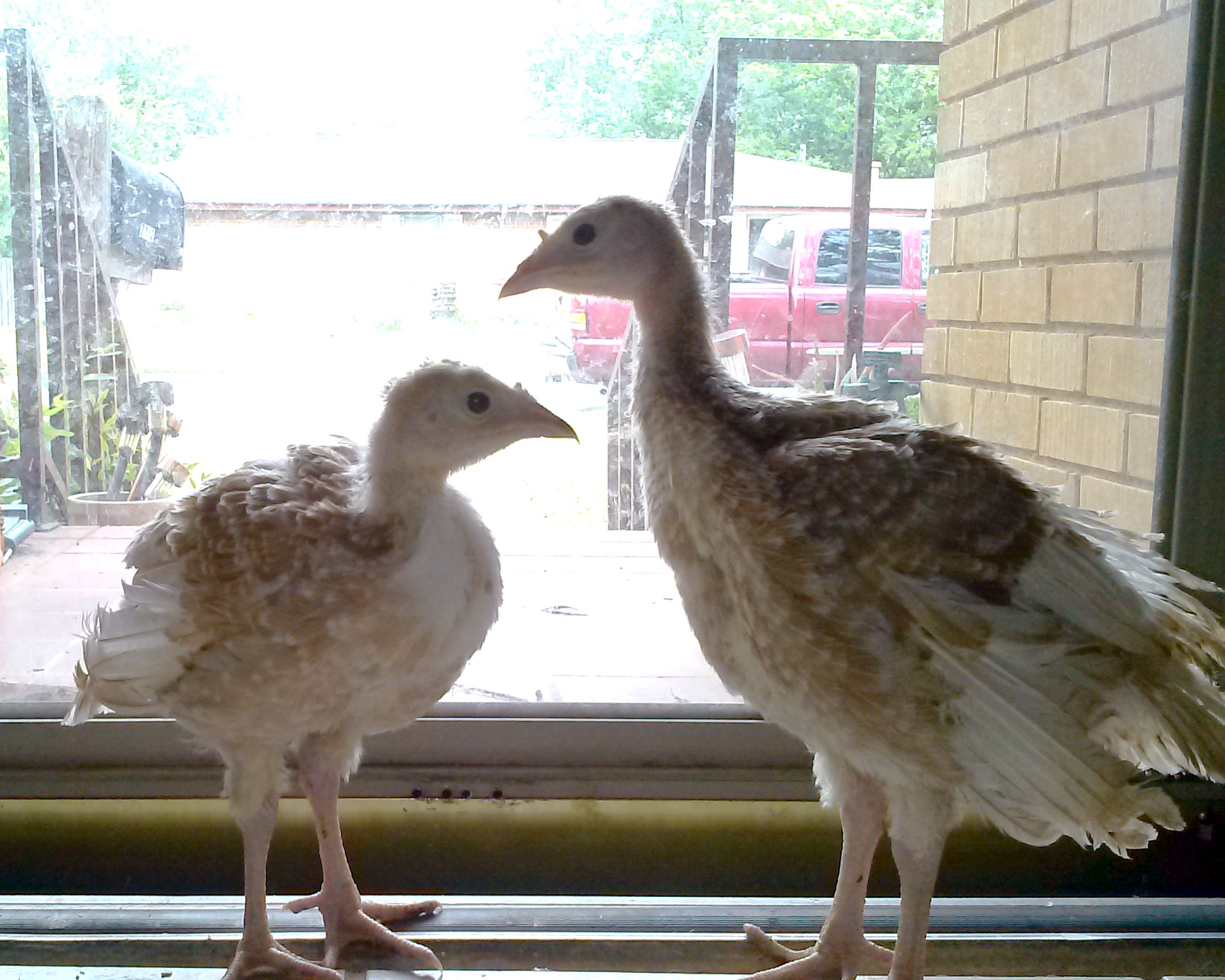 It's raining and we can't go outside and play.