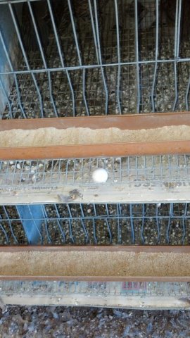 *
Its starting!..first Bobwhite egg of the year!