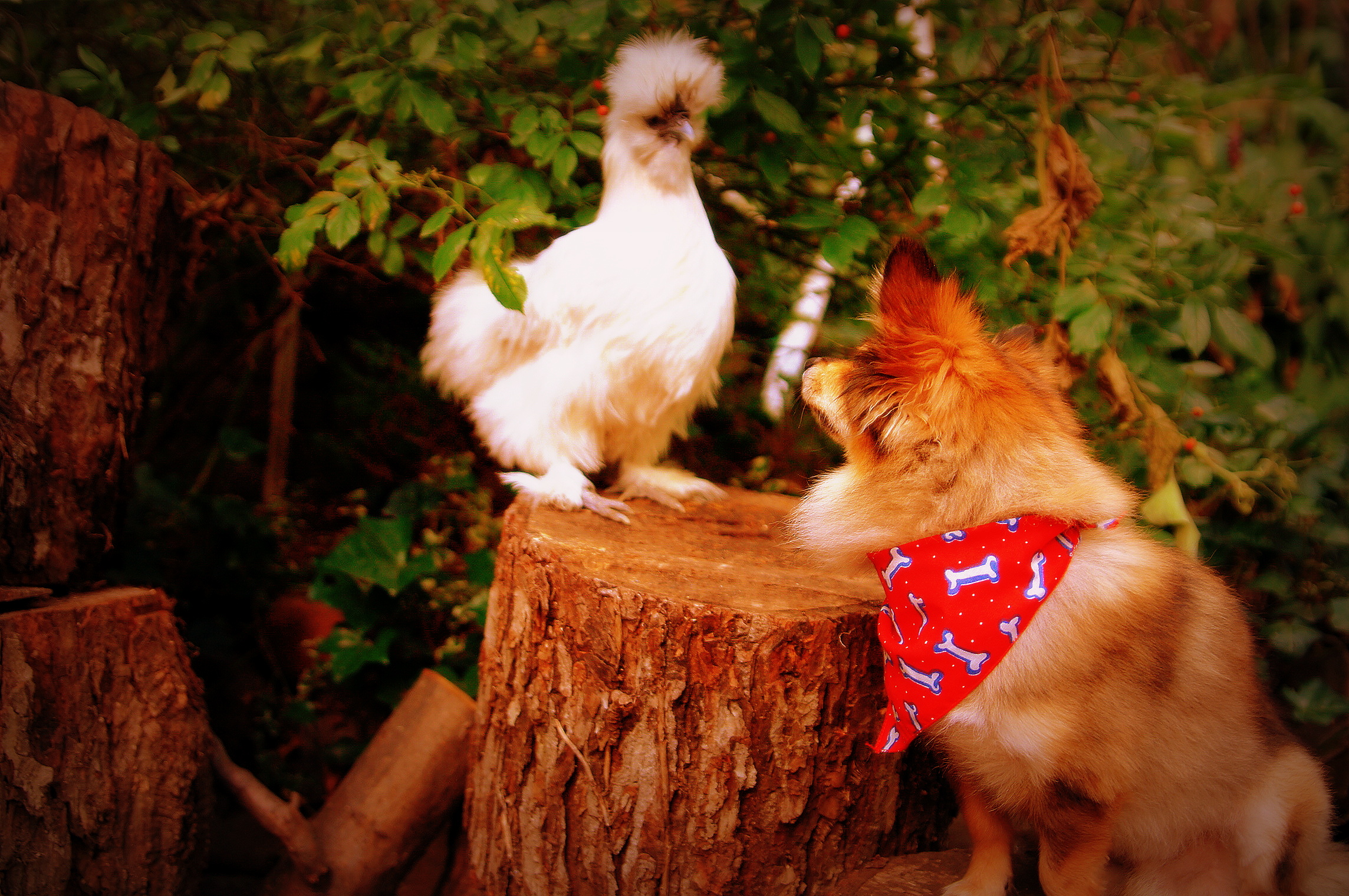 It's Wilee and silkie mama!