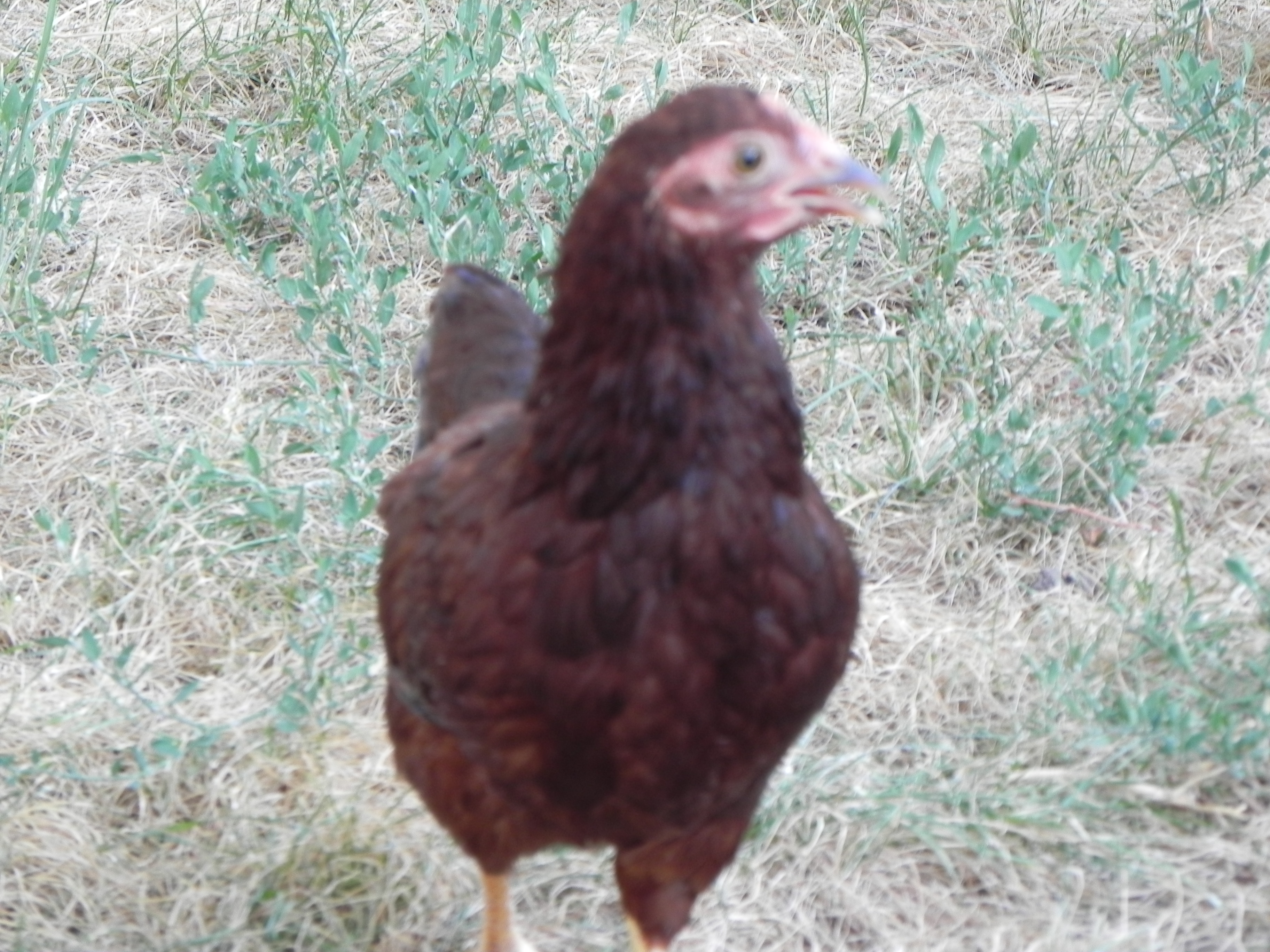 Itty Bitty RIR Bantam
