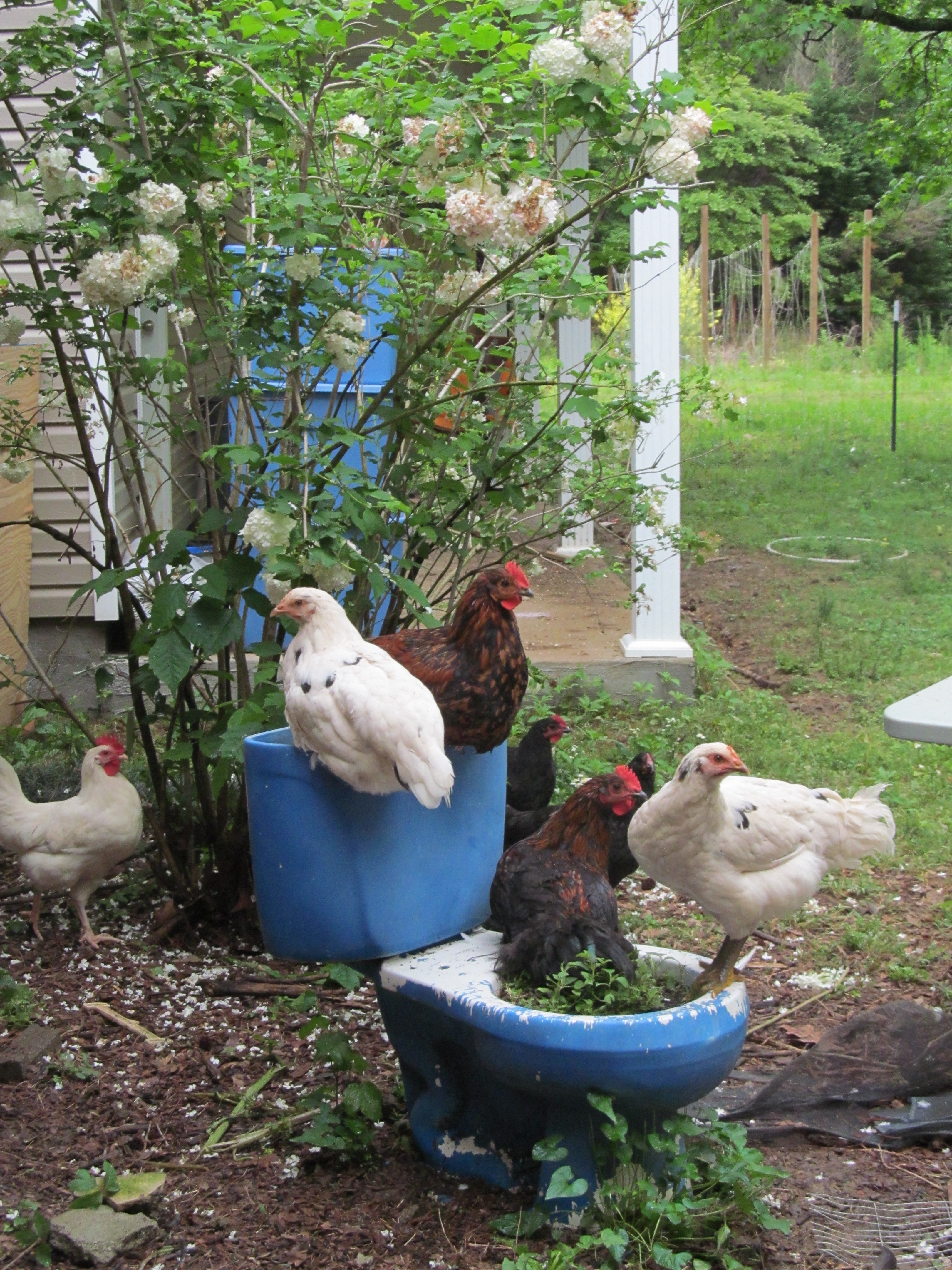 I've been meaning to get rid of this since we moved here, but the chickens have taken to it.