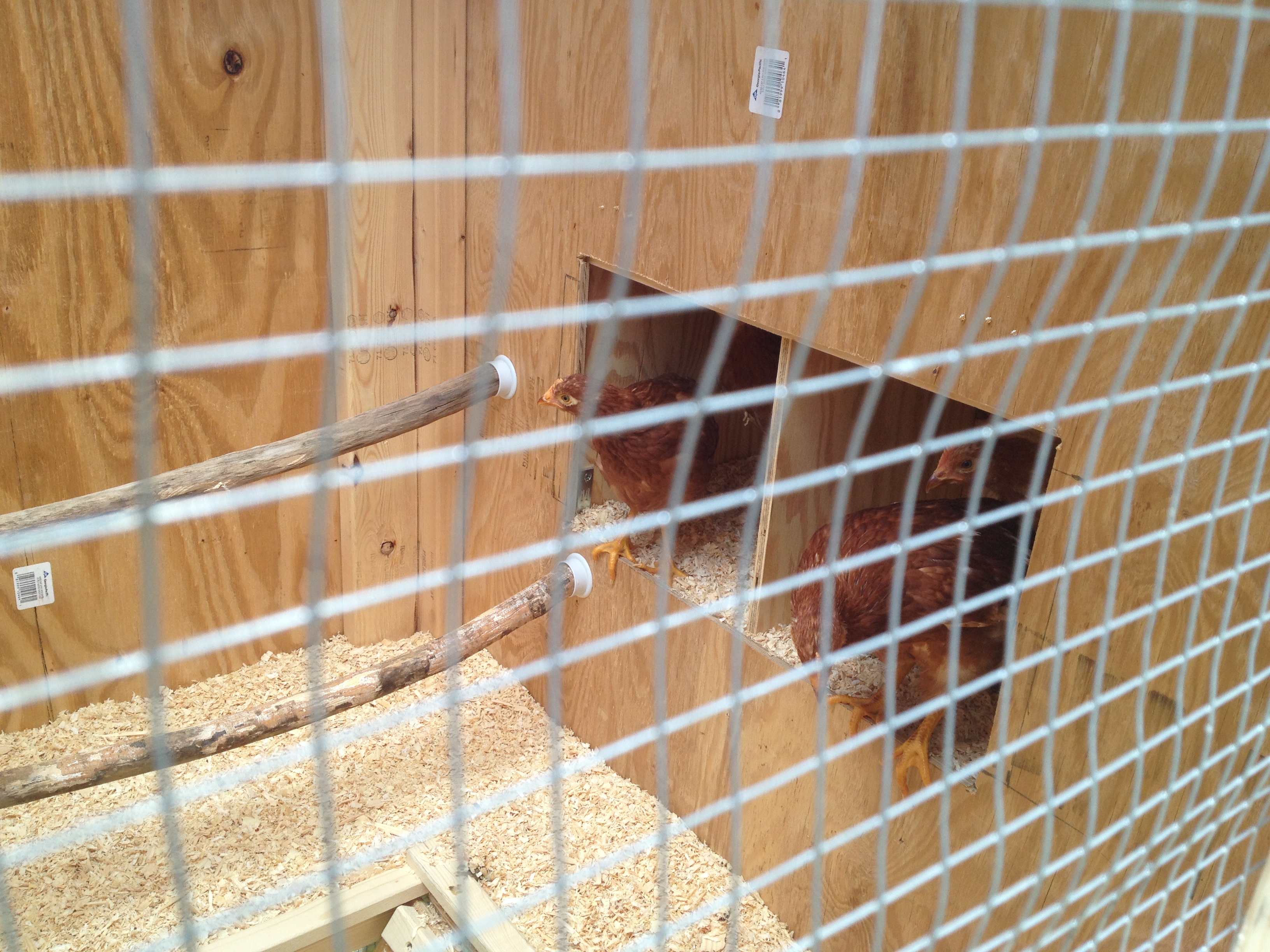 I've read many methods of introduction to the new home...The girls were terrified!  I think they were "awestruck" with the amount of room they had compared to their brooders.