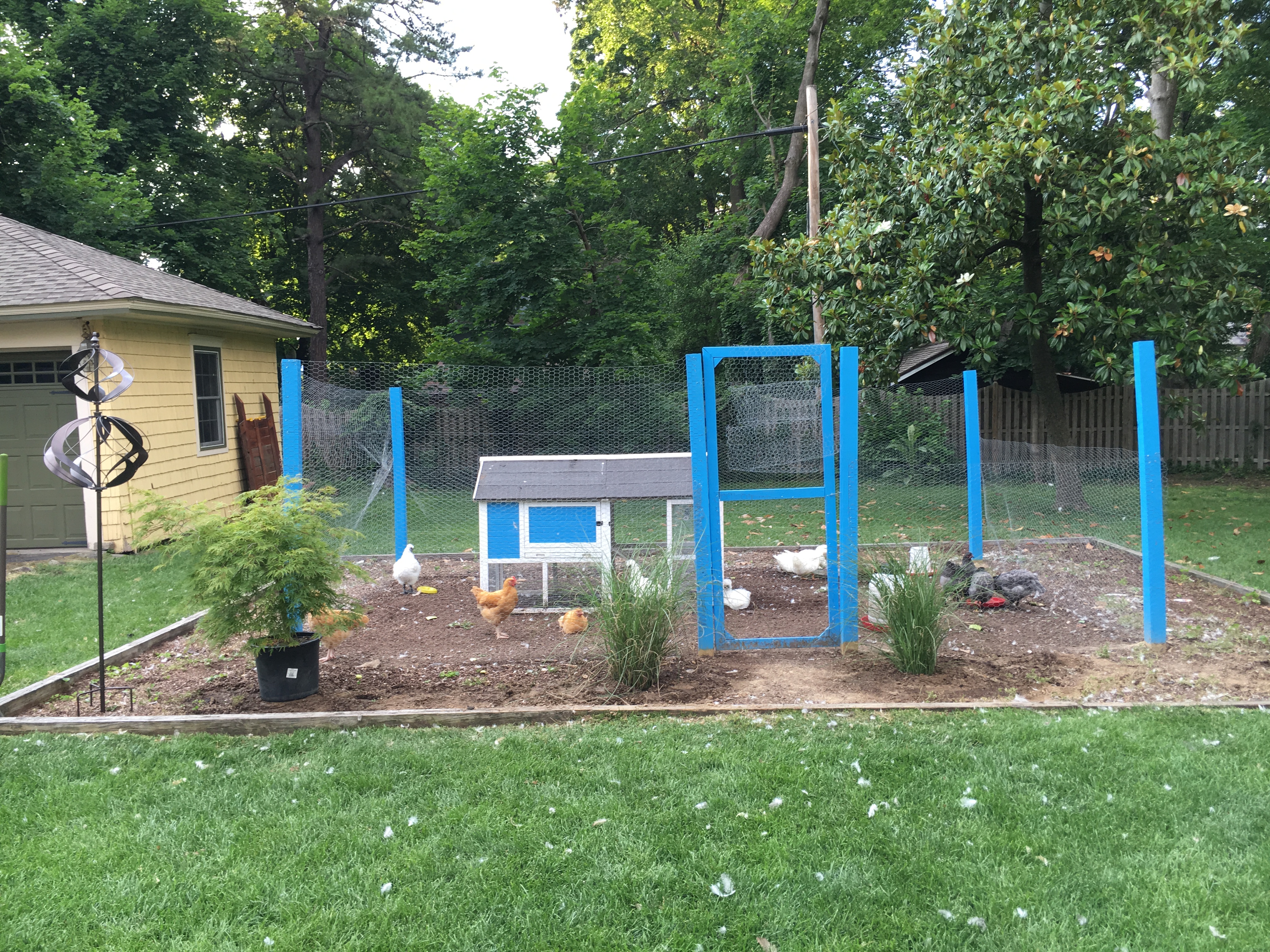 I've renovated my coop with some nice maiden grass and a japanese maple tree. Originally, the plan was to plant the tree in the coop, but the birds would have eaten it by now!