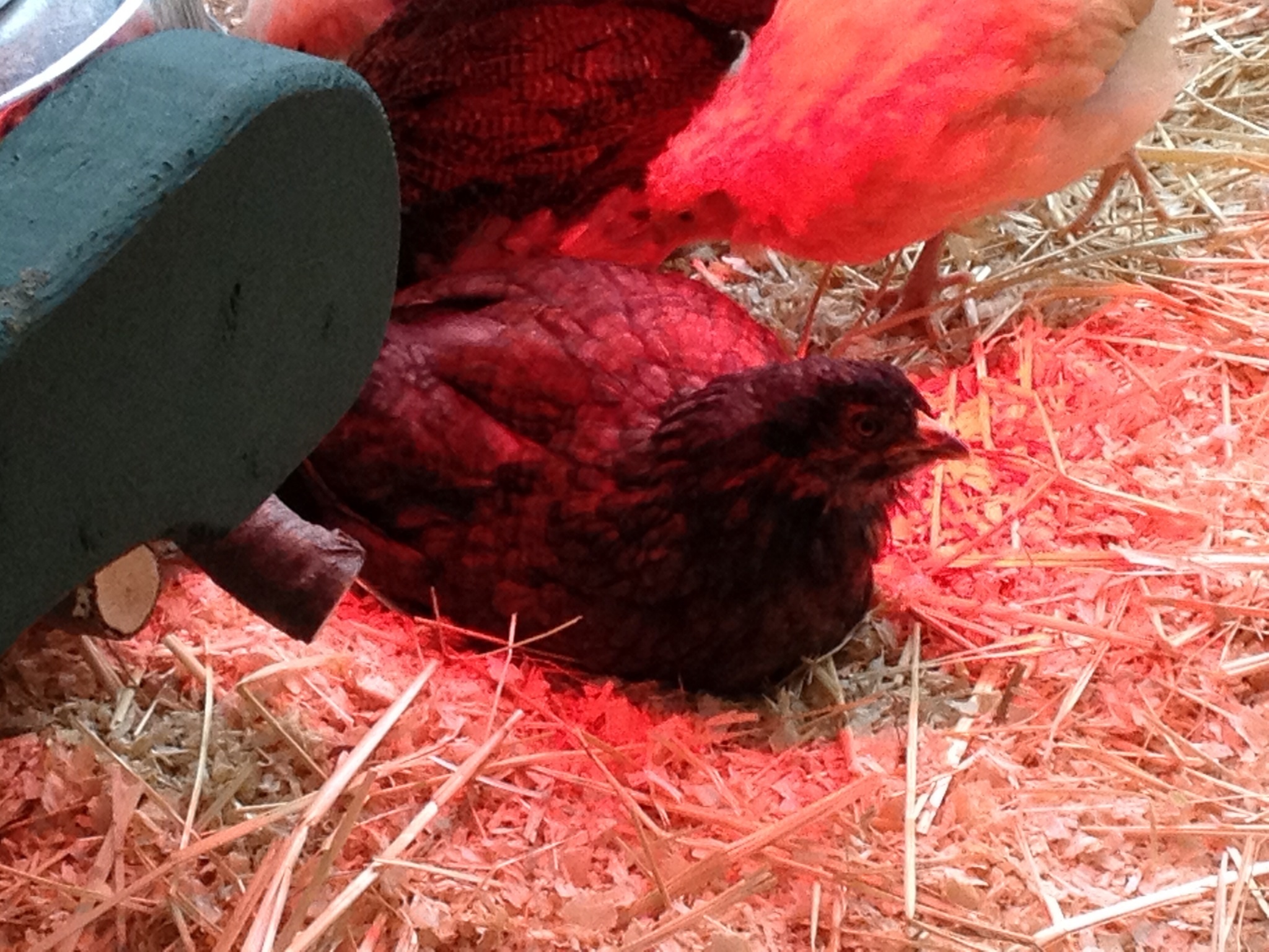 Ivy. (supposed to be an Australorp)