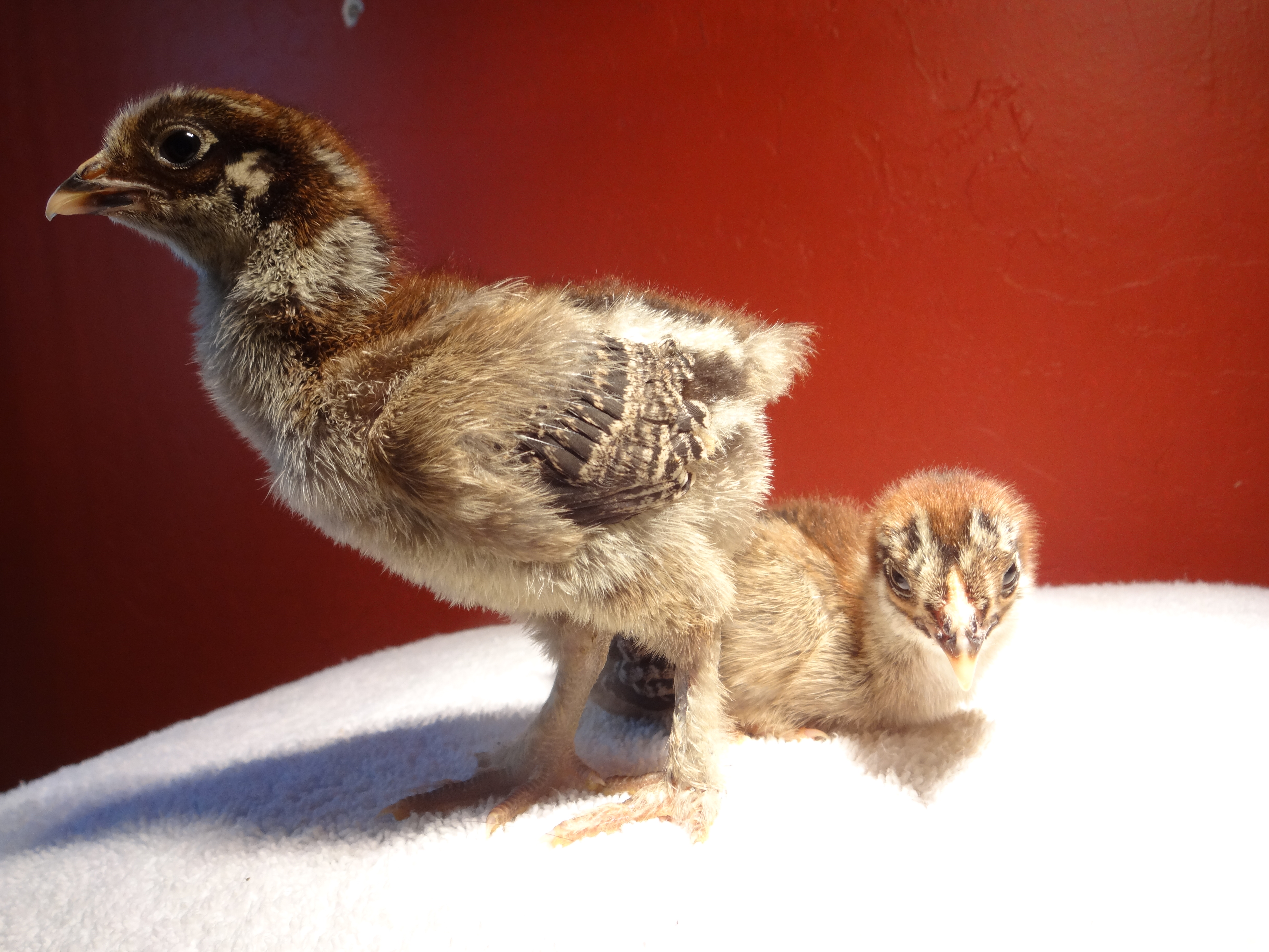 Ivy! Wait, no, not Ivy. One of these Dark Brahmas is named Fleipai Le Fluffy and the other isn't named. I can't seem to tell the difference between them anymore, except that one BITES! Weird bird, very mean. Still can't tell if it is Fleipai or the other one.