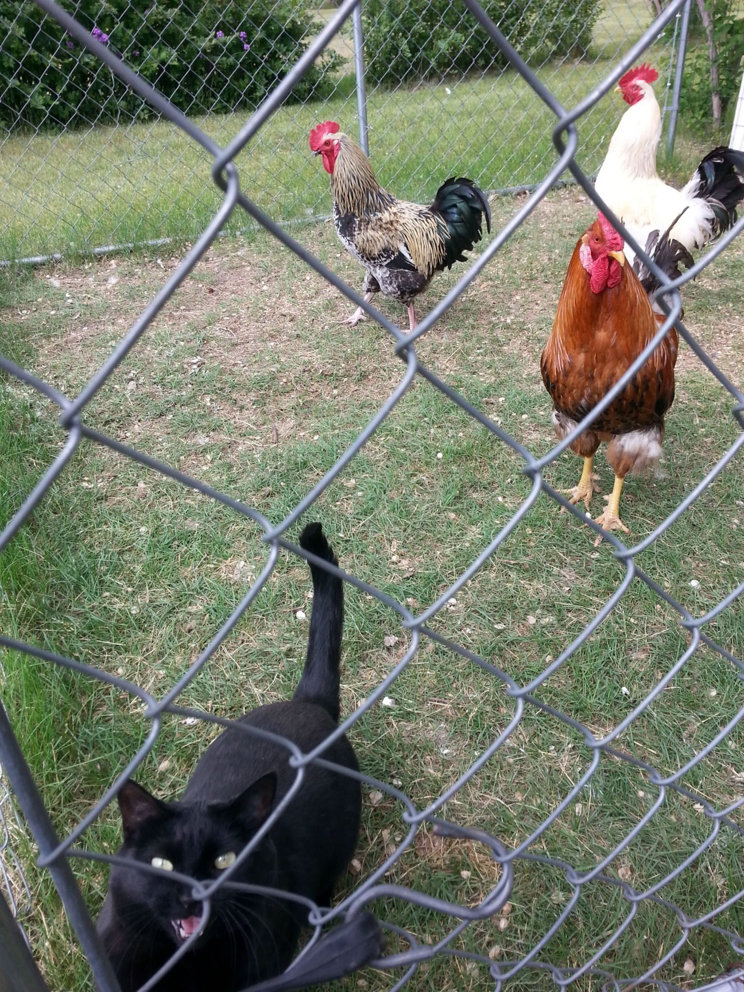 Izzabeau Kitty wants out of the rooster house!