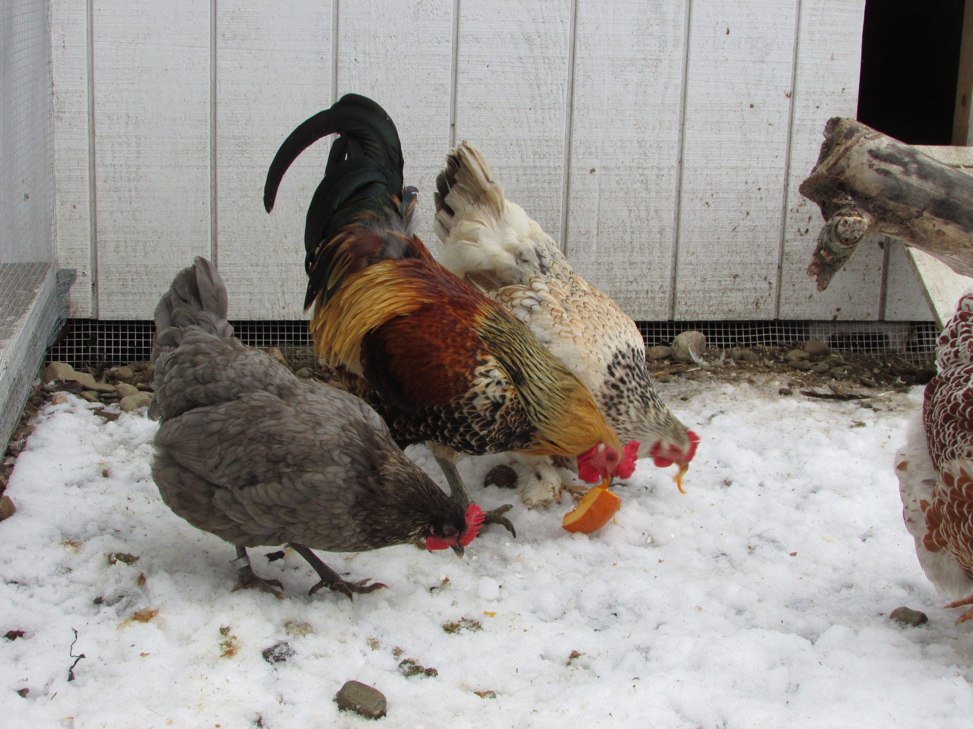 Izzy, Aerostarkus (EE rooster), and Henny (barnyard mix hen) enjoying some sweet pumpkin