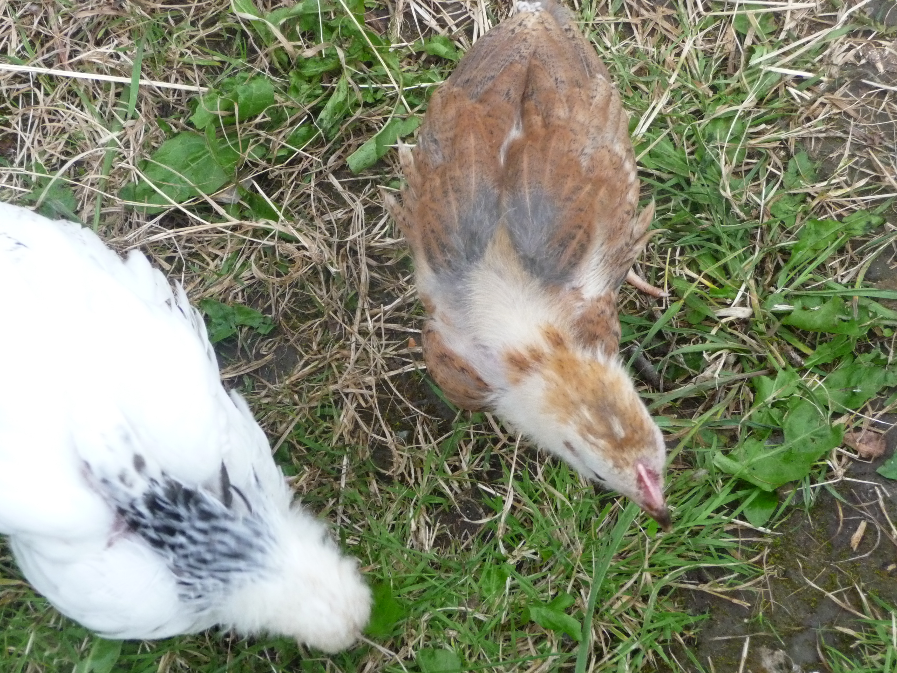 Izzy and Jessie