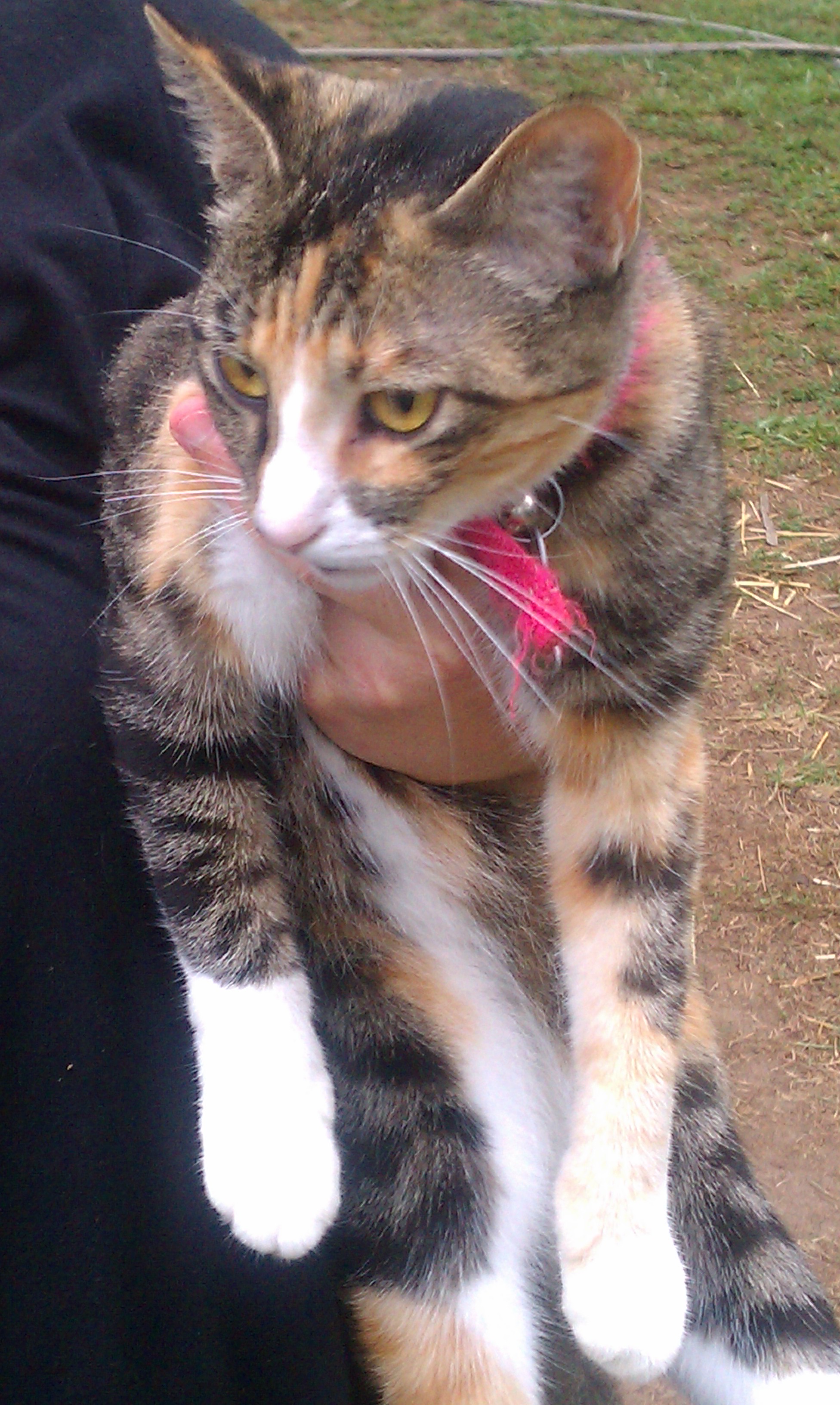 Izzy, best farm cat EVER!