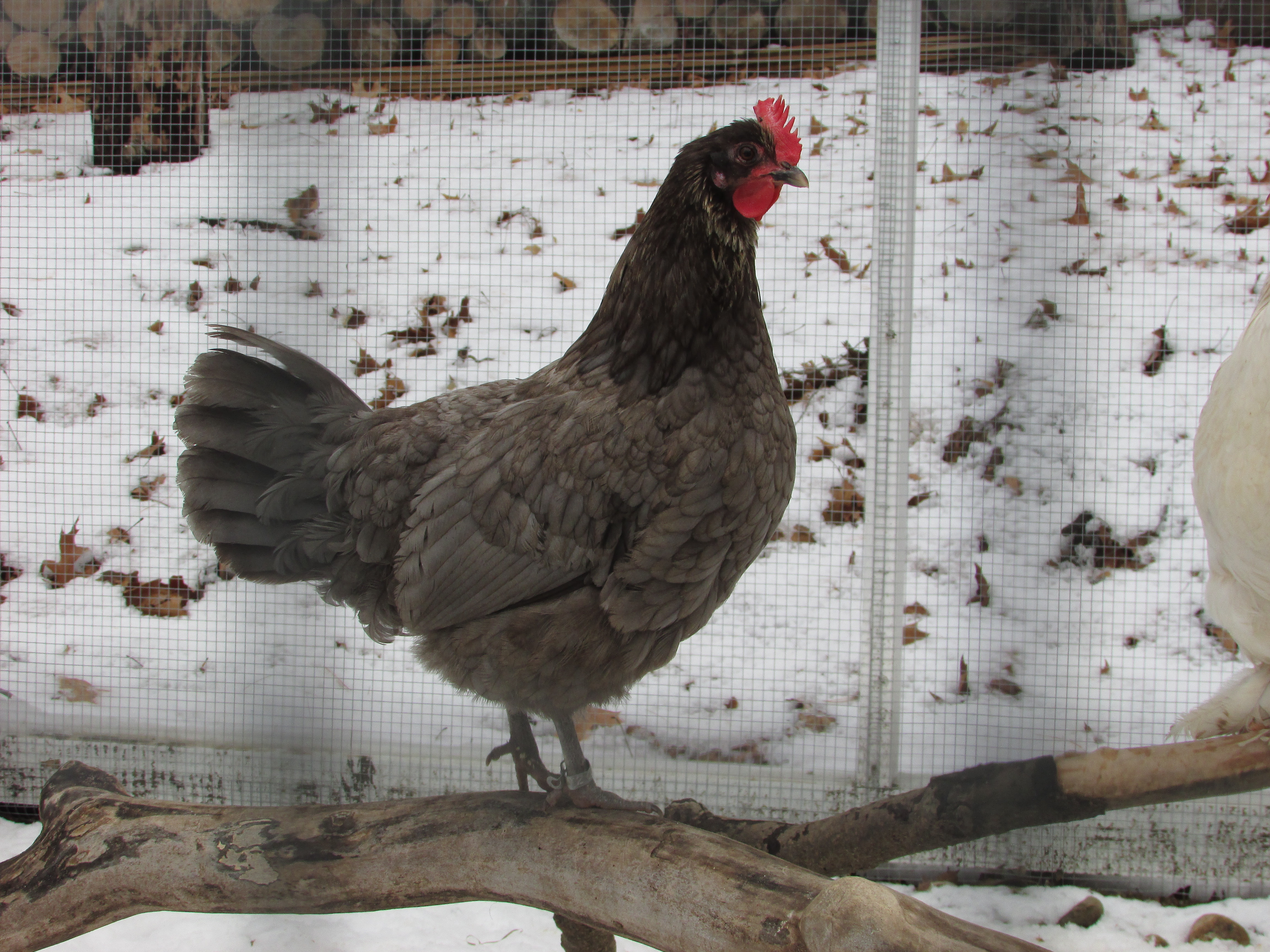 Izzy  (Blue Isbar hen)