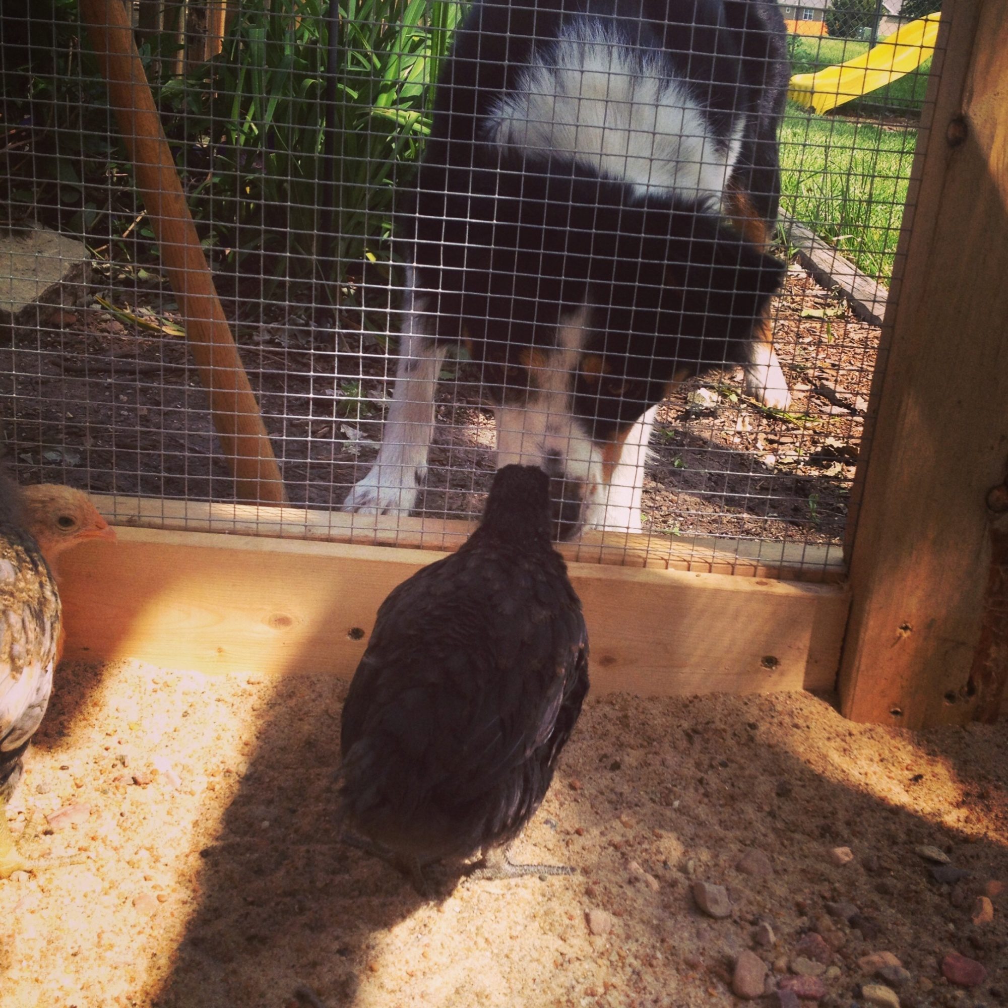Izzy Facing off with Jane Snow