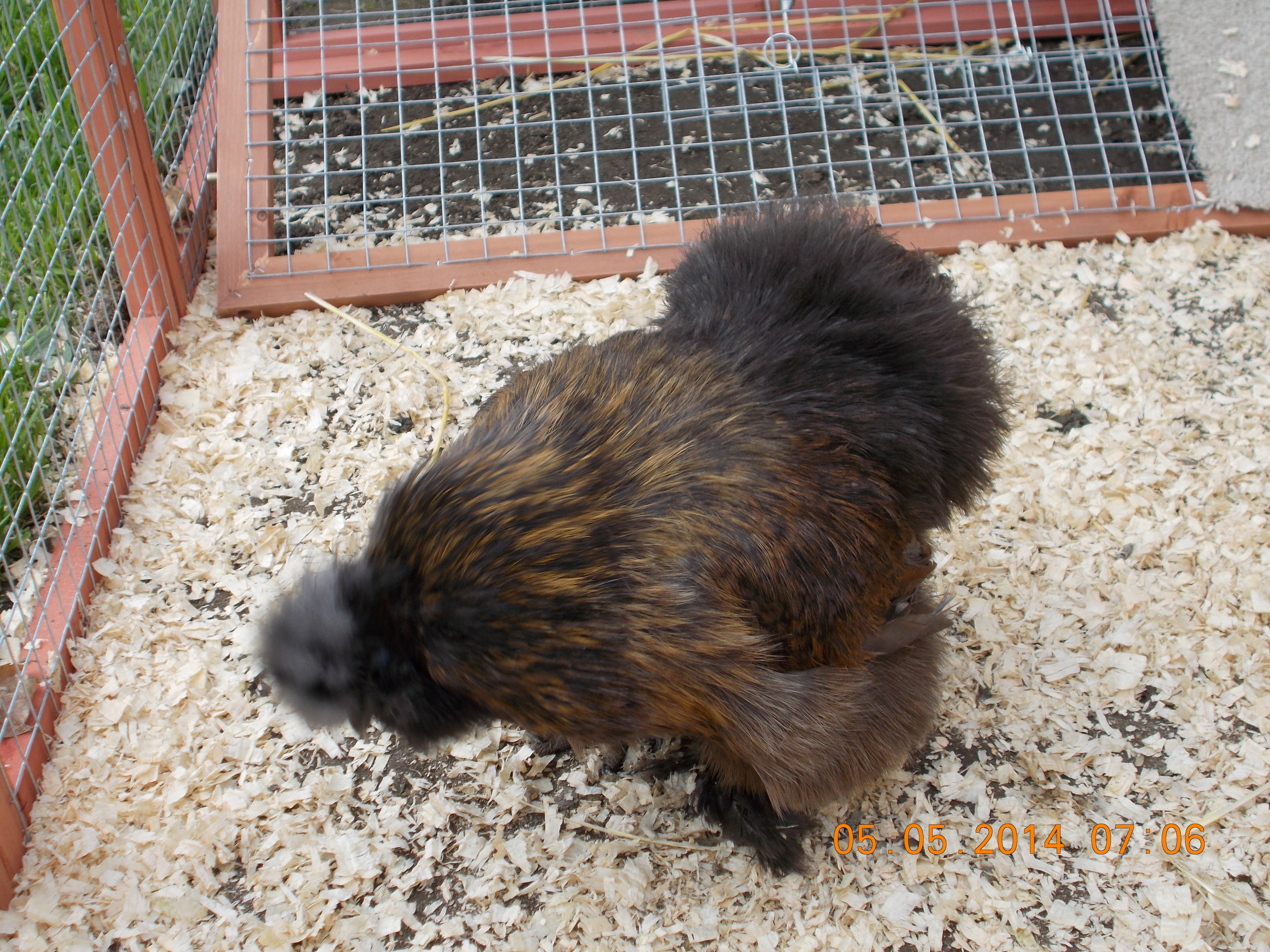 Izzy my partridge silkie