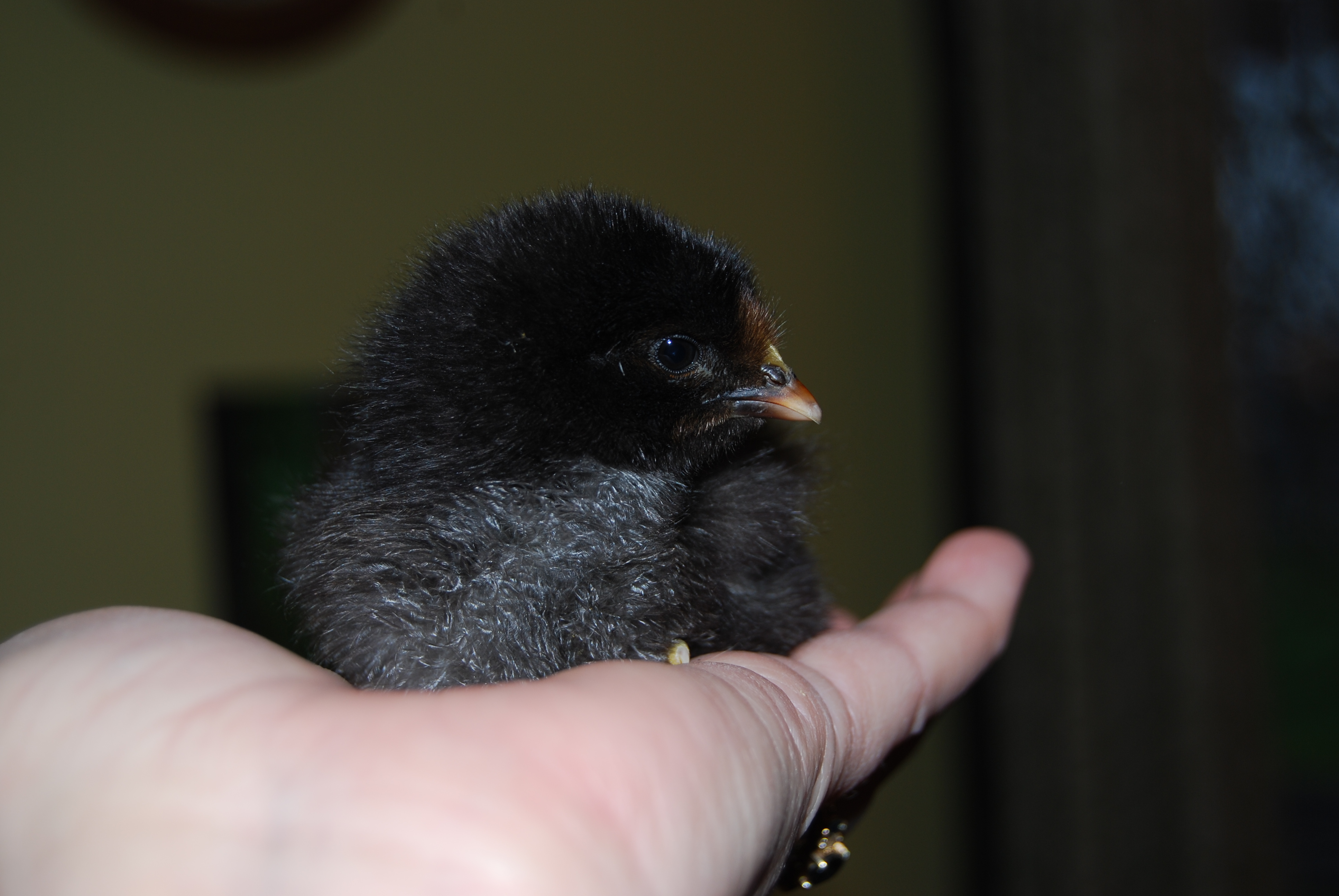 Izzy or Isabelle.  This is our only "big" chick we hatched.  Orpington, we think she is an isabelle....