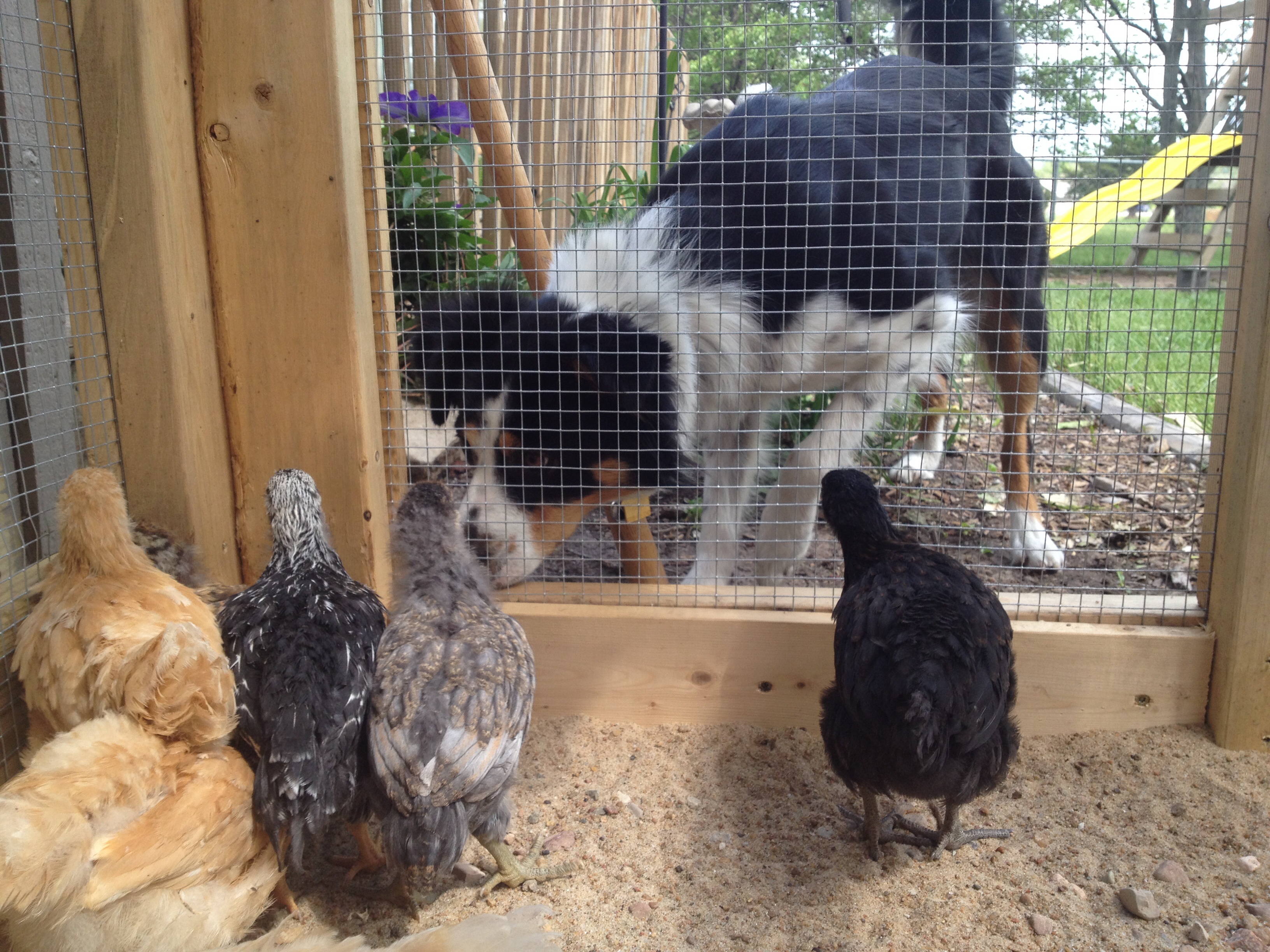 Izzy stalking Jane Snow (black star) Buck Cluck (Wyandotte) and Peep (ameracauna) checking Izzy out.