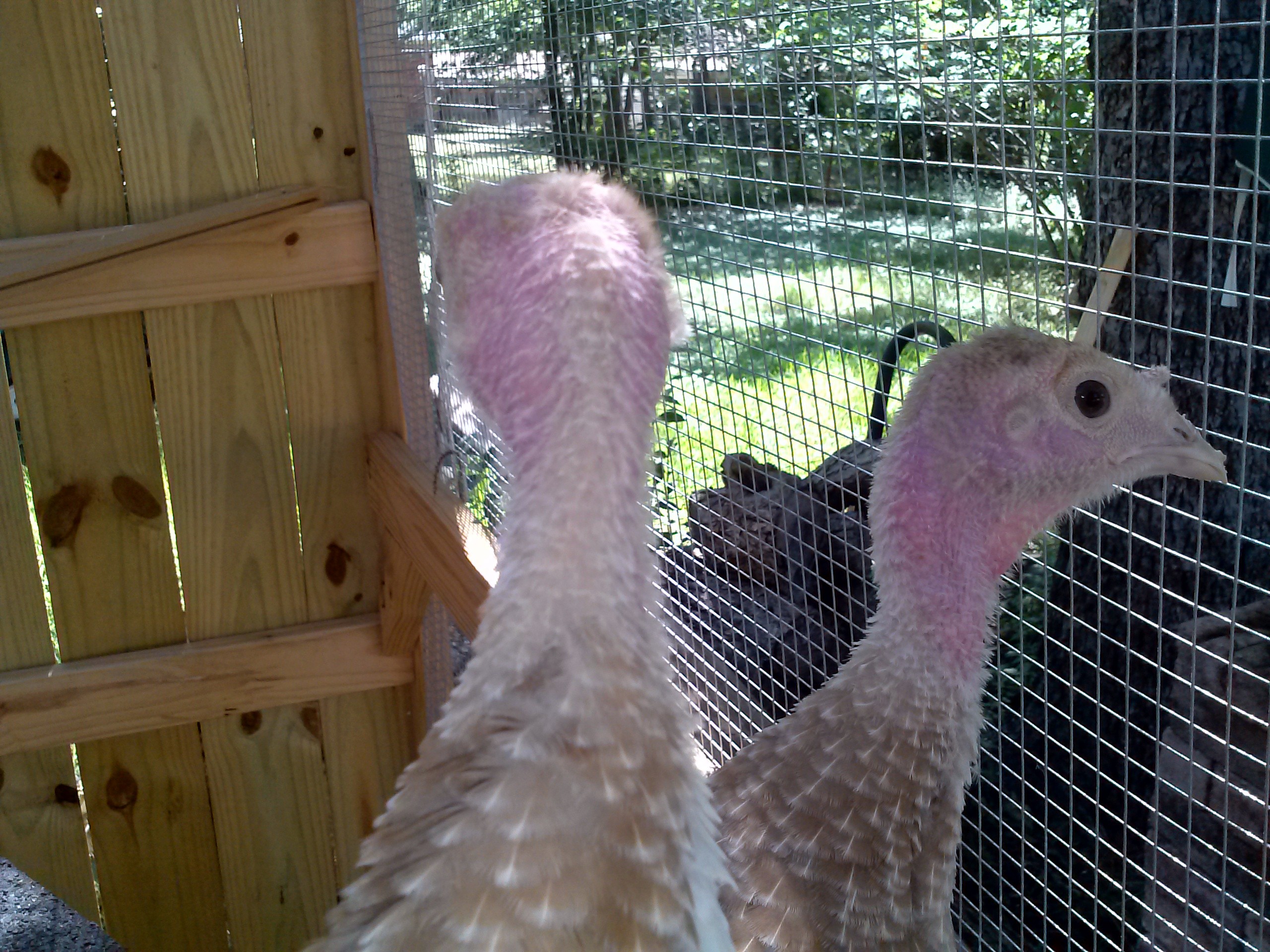 "J" and "K" starting to lose the fuzzy stuff on top at 5 and 1/2 weeks.