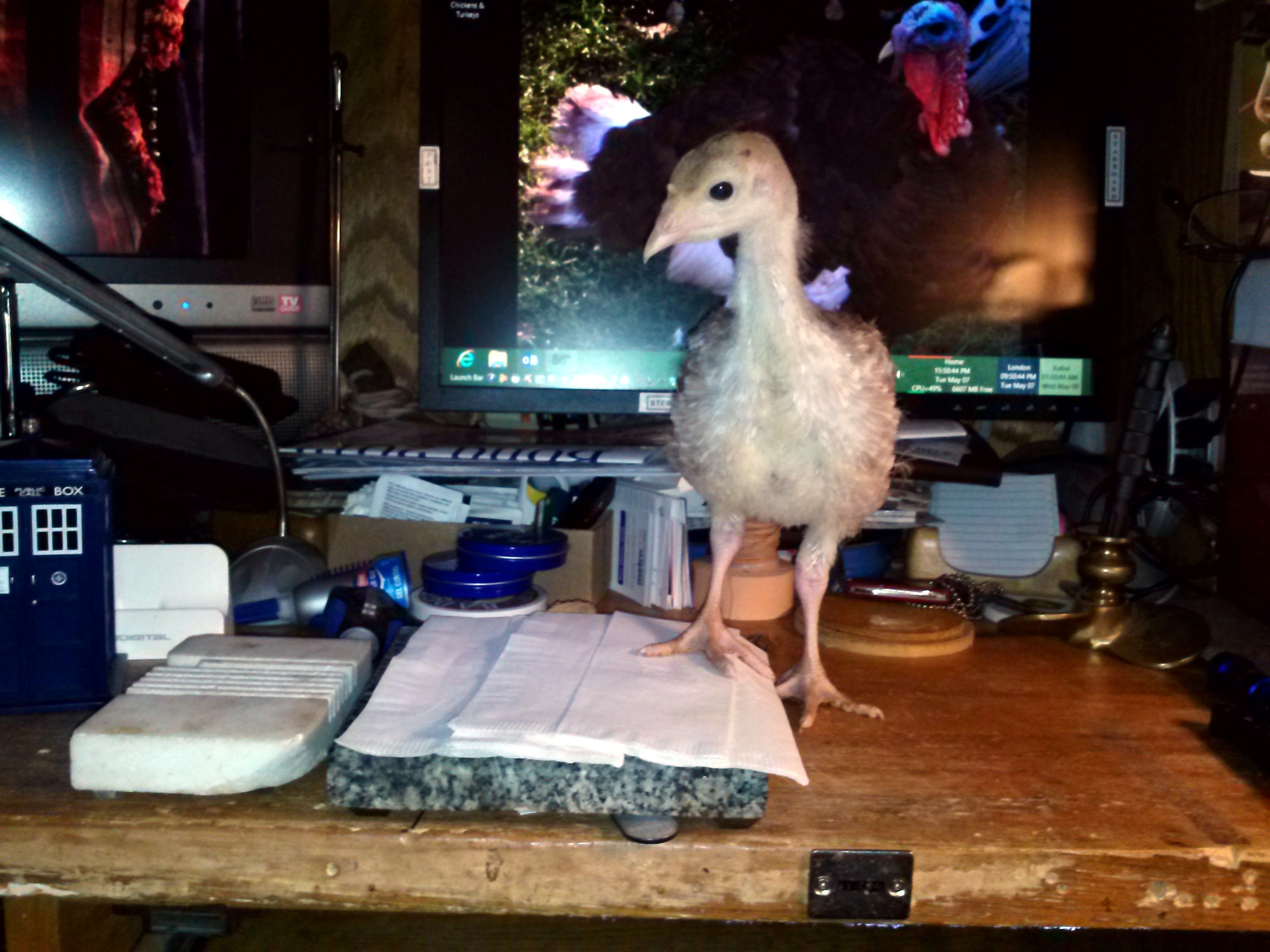 "J" helping to clean off my desk.