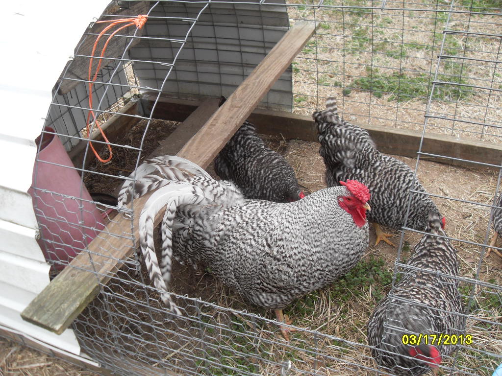 "J" - Jean Luc - I really like this fella.  He is so typie with such a beautiful plumage.  I hope to shift him and Scottie around a bit this year to spread his genes around.