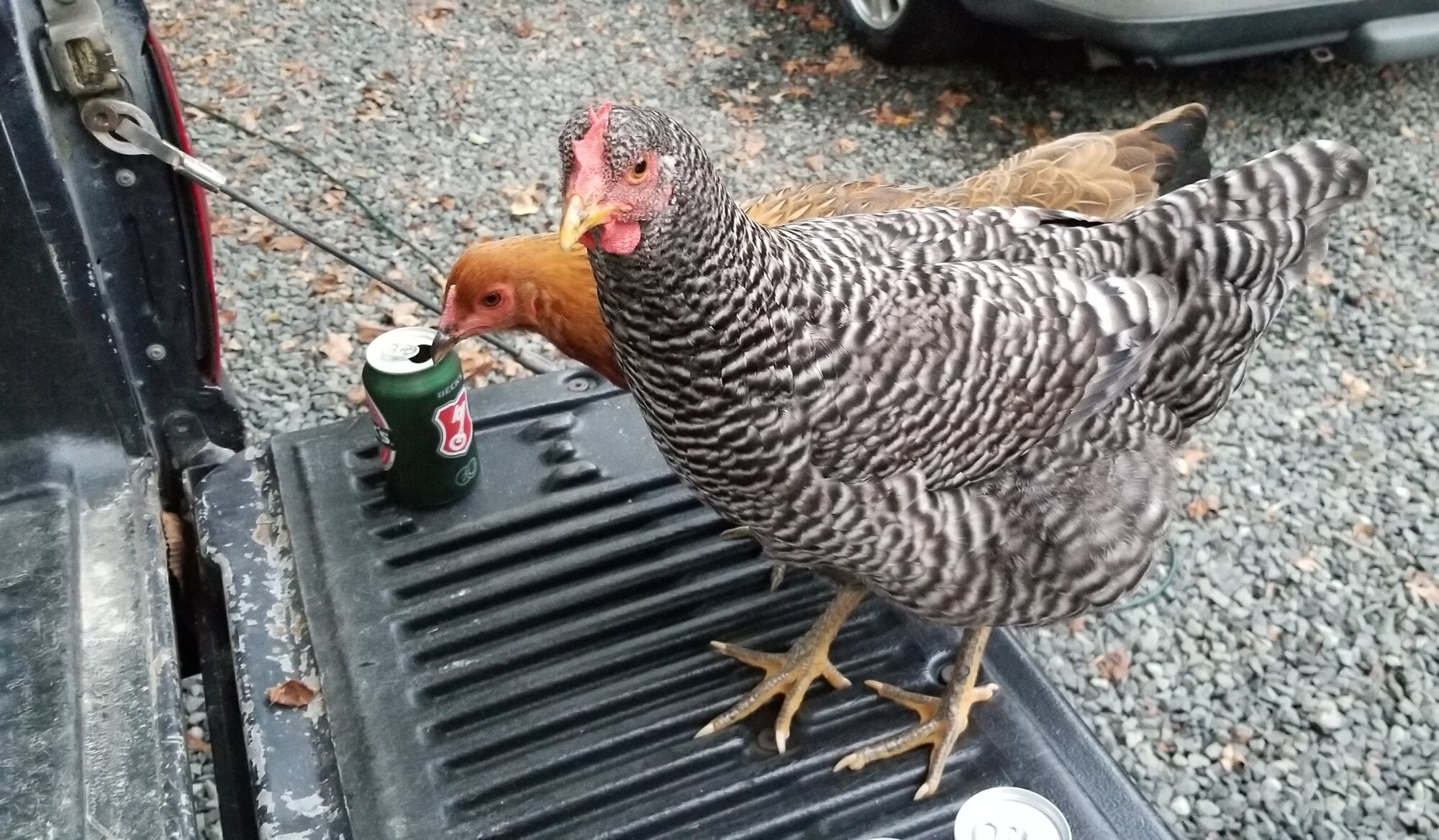 J-Quellin tailgating