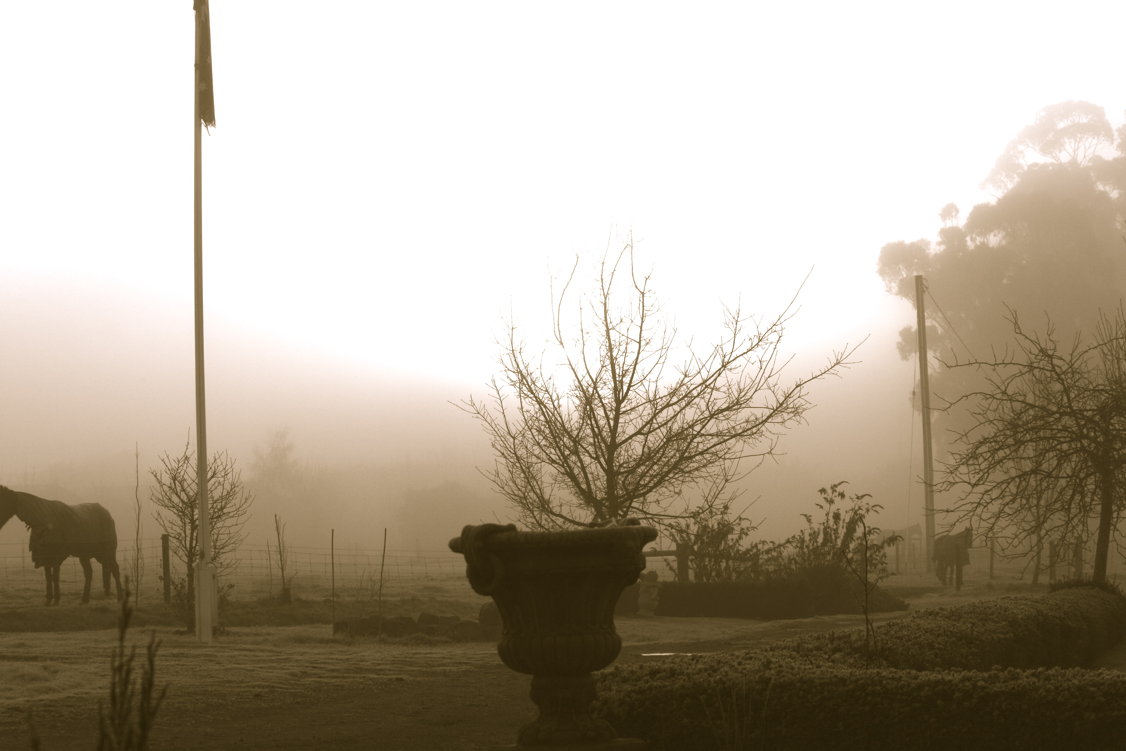 Jack and honey, in the mist.