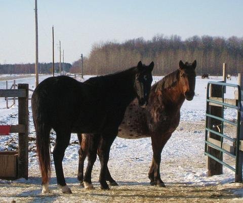 Jack and Tess