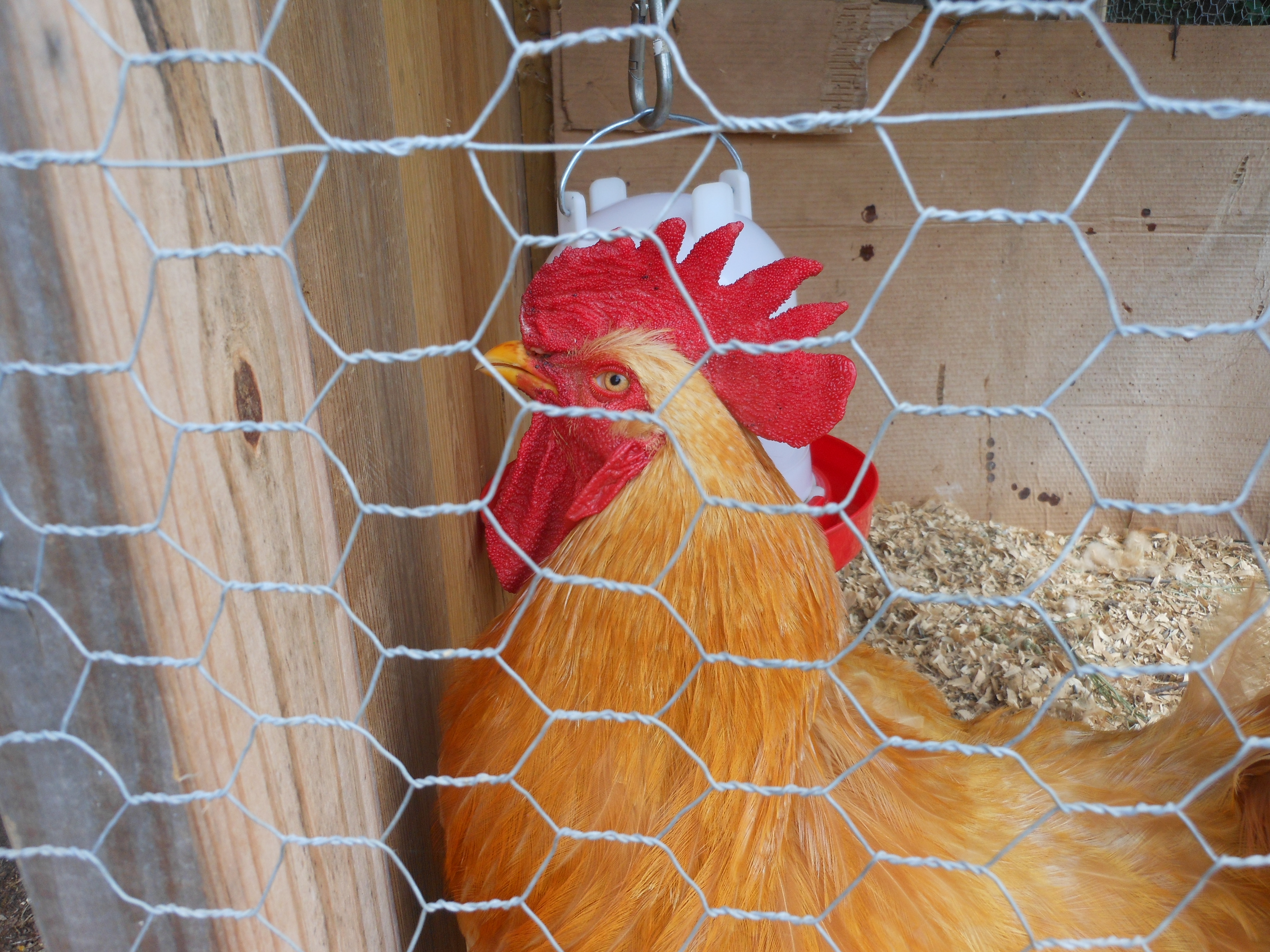 Jack can hear and see the hens, but can't visit them like he would prefer!