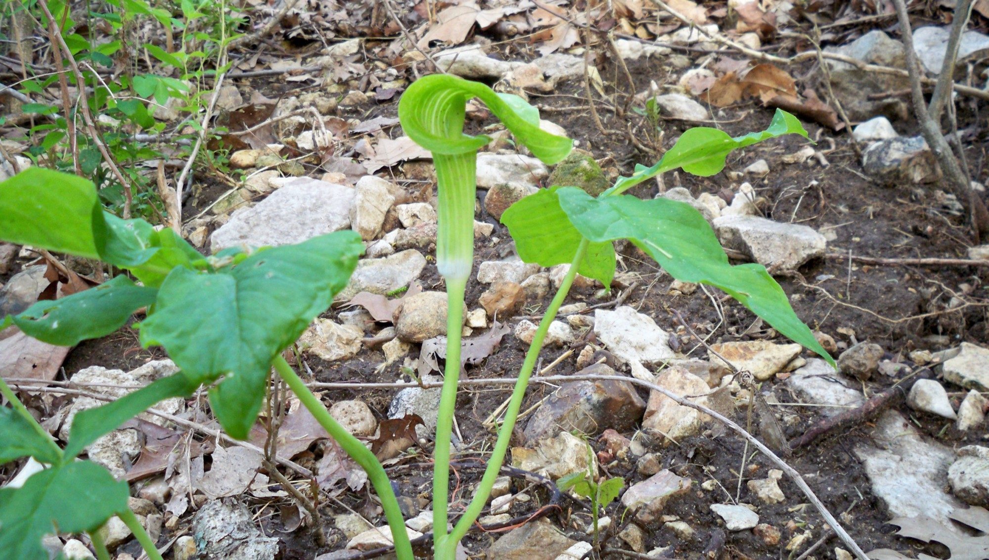 Jack-in-the-pulpit