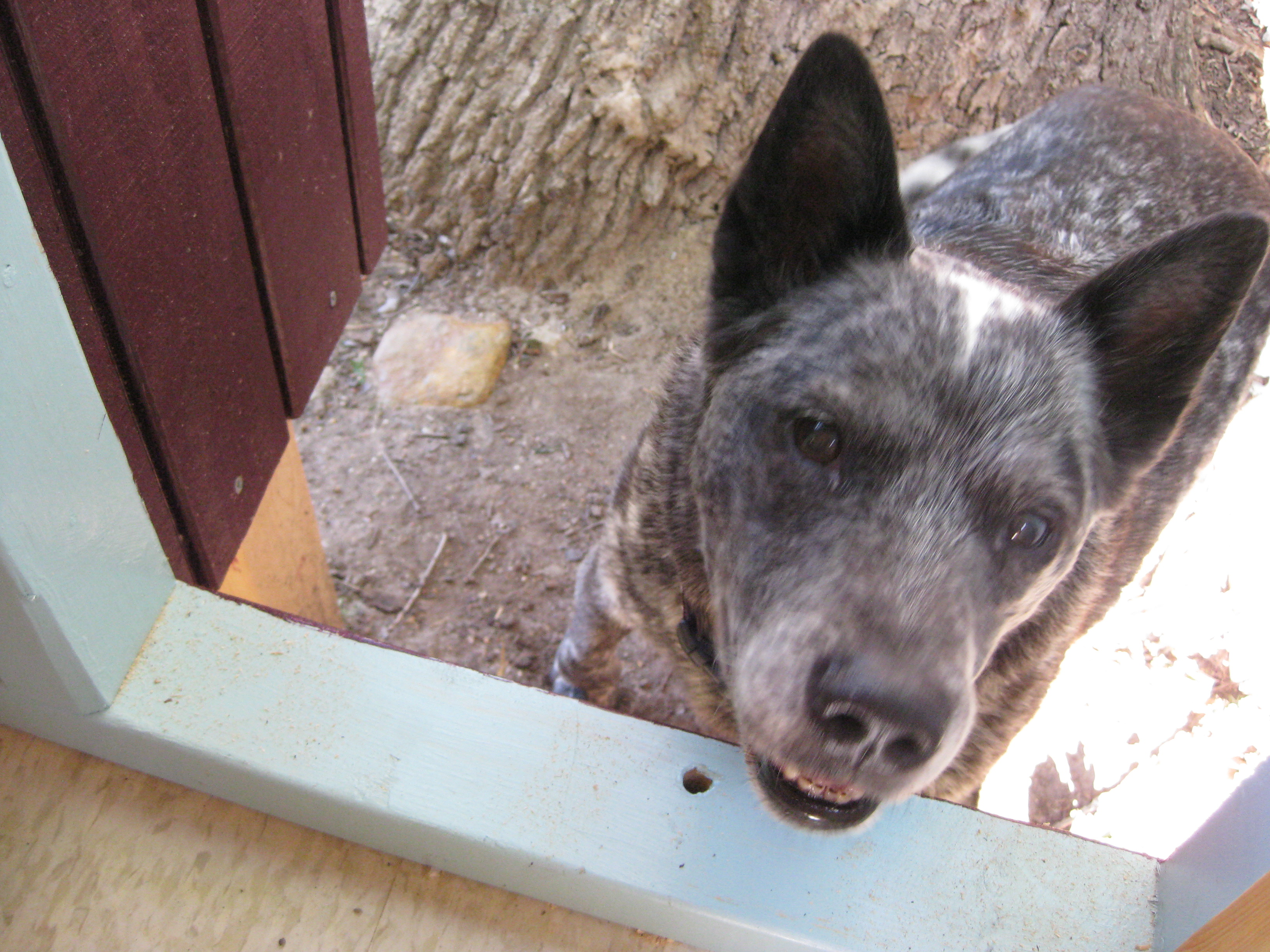 Jack is checking out Dad's handiwork
