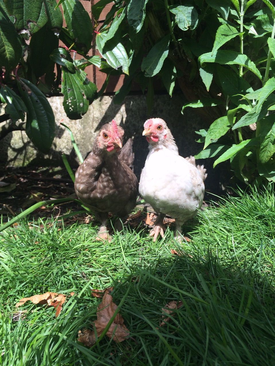 Jack & Jill. We don't know what breed they are.