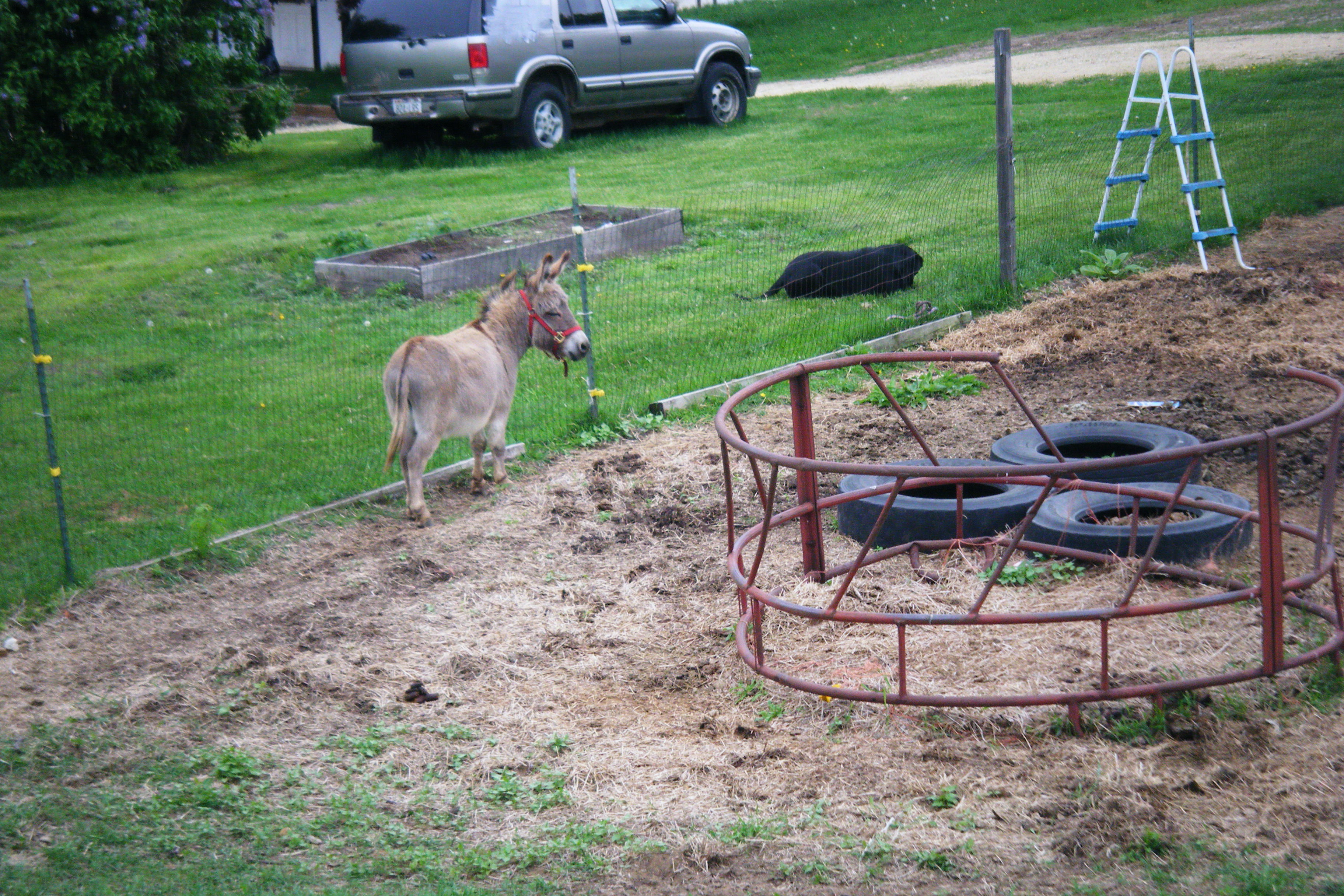 Jack our wonderful donkey