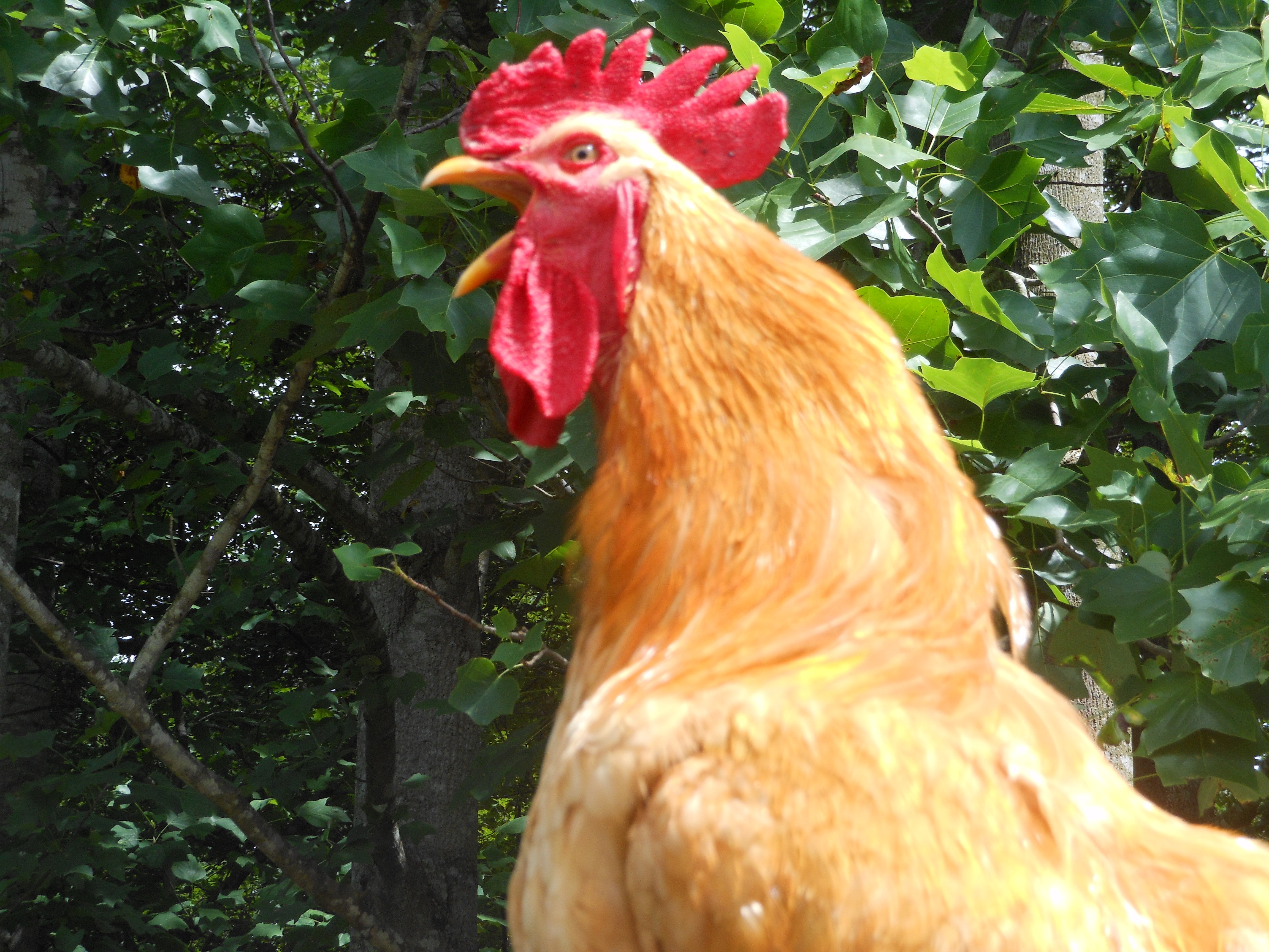 Jack the Buff Orpington Rooster crows proudly