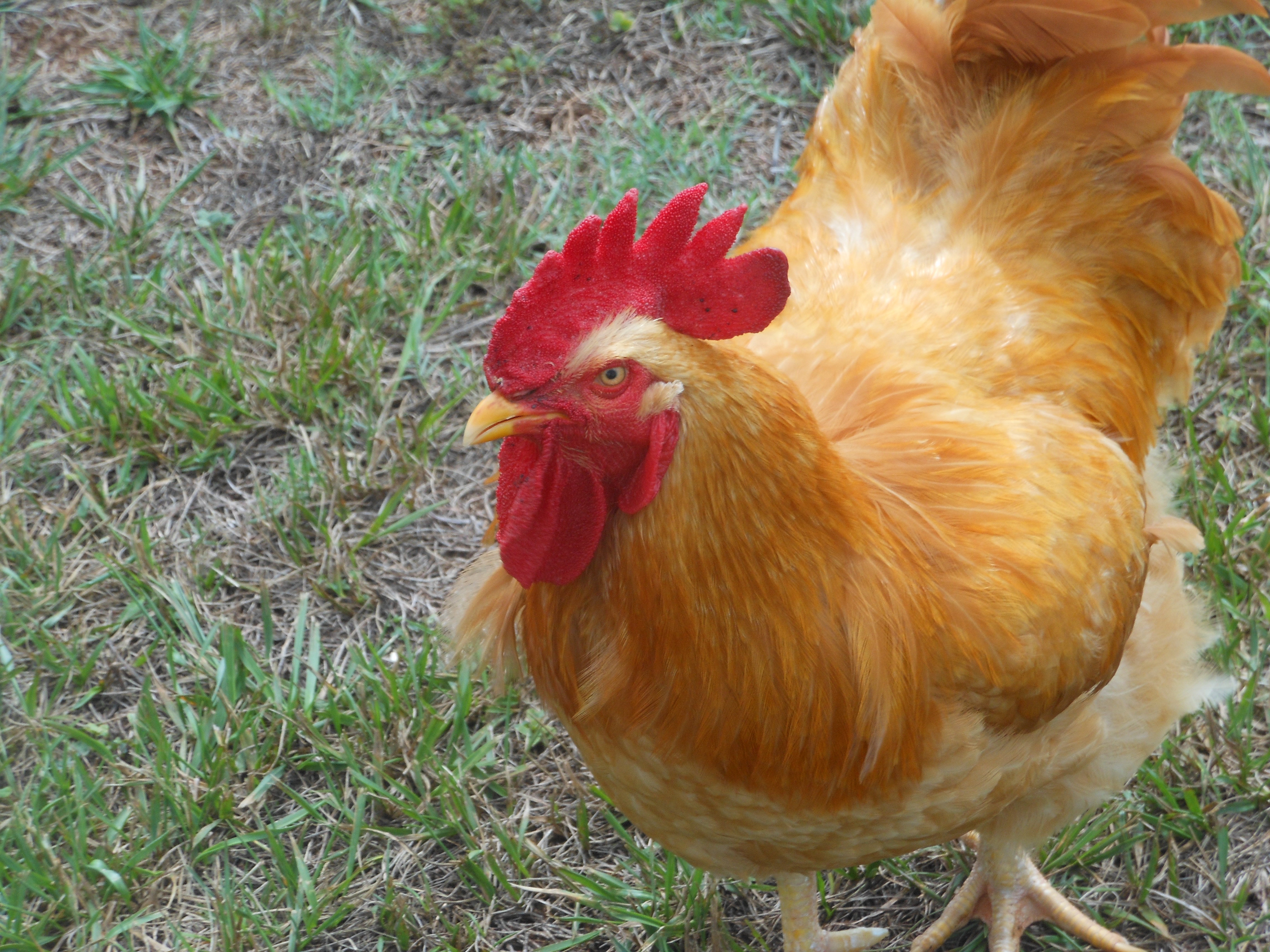 Jack the Buff Orpington rooster "smiles" for the camera
