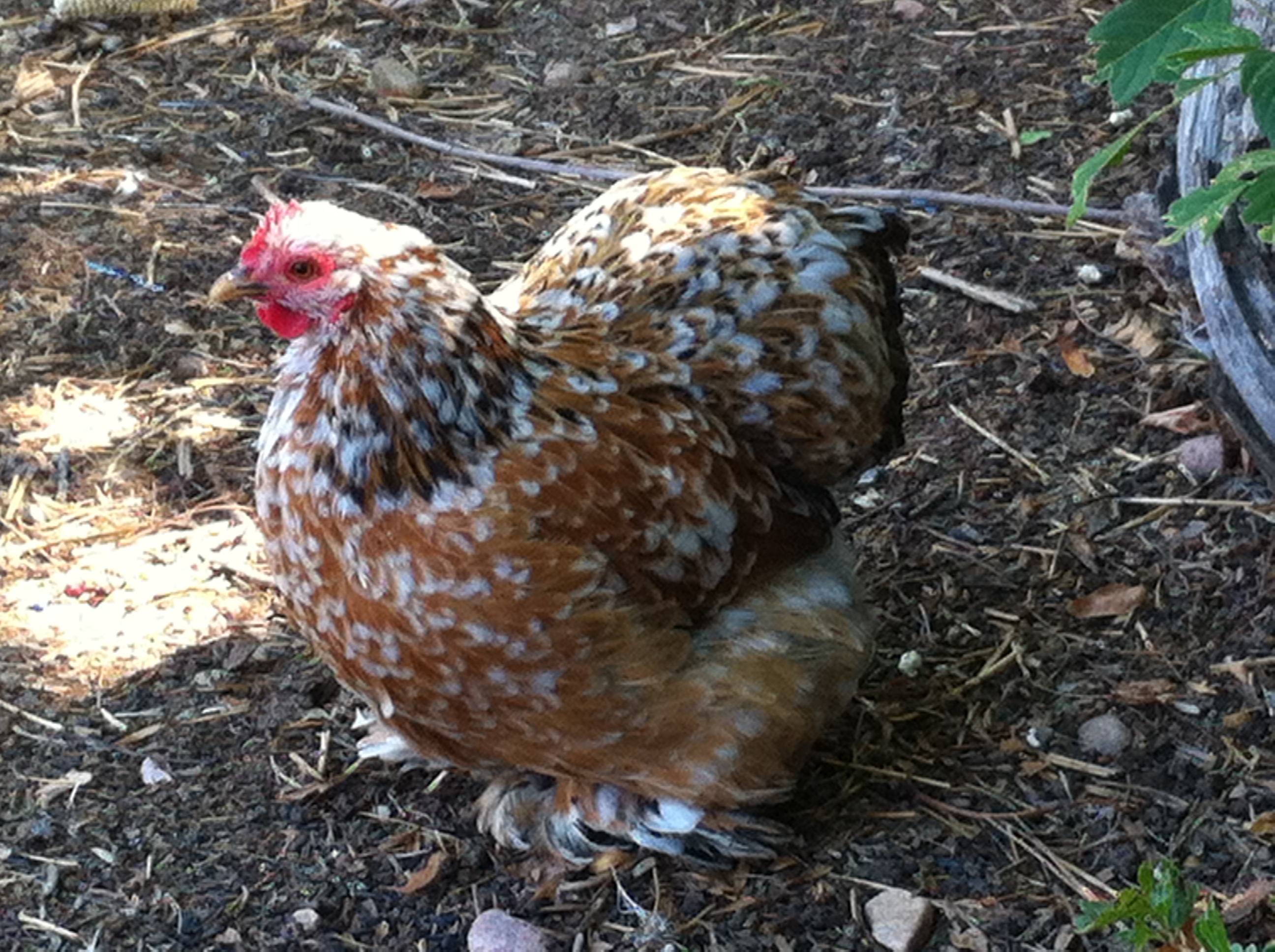 Jacki at a year old