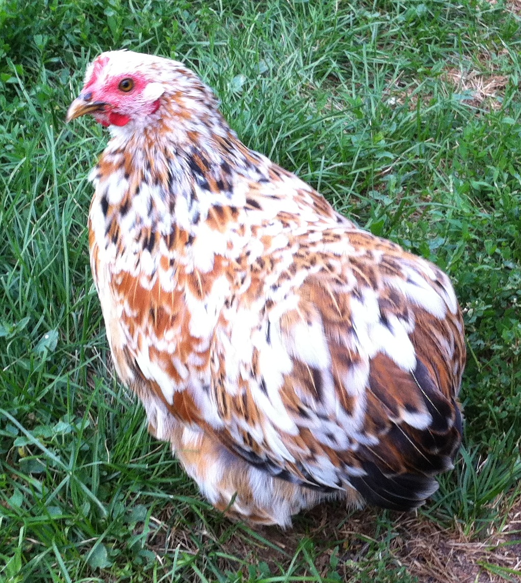 Jackie,Spring 2012 MFC pullet