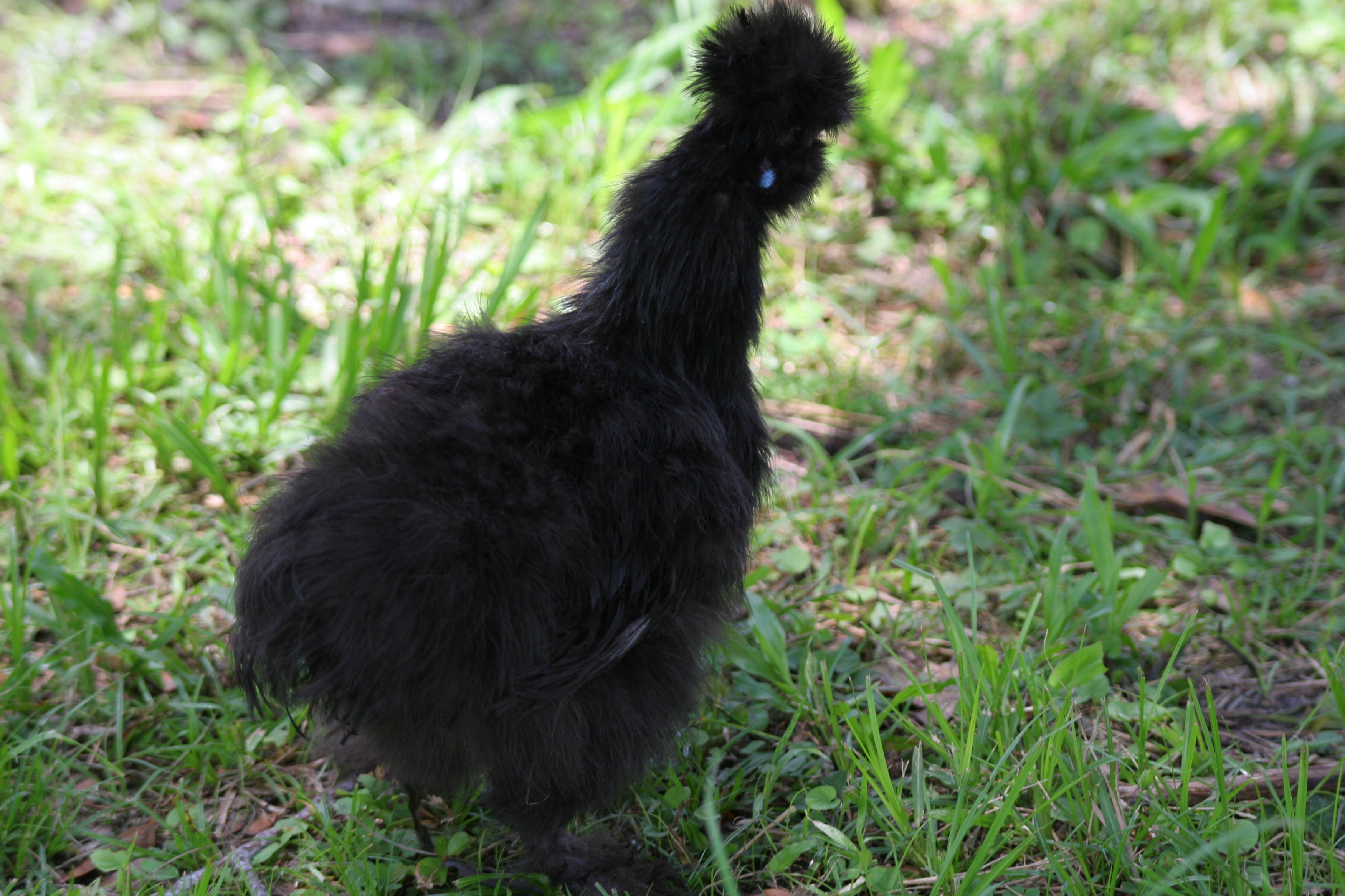 Jackie the Silkie