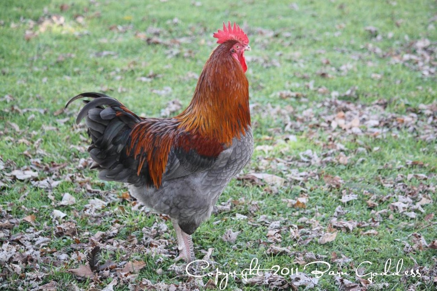 Jackson - Blue Copper cockerel