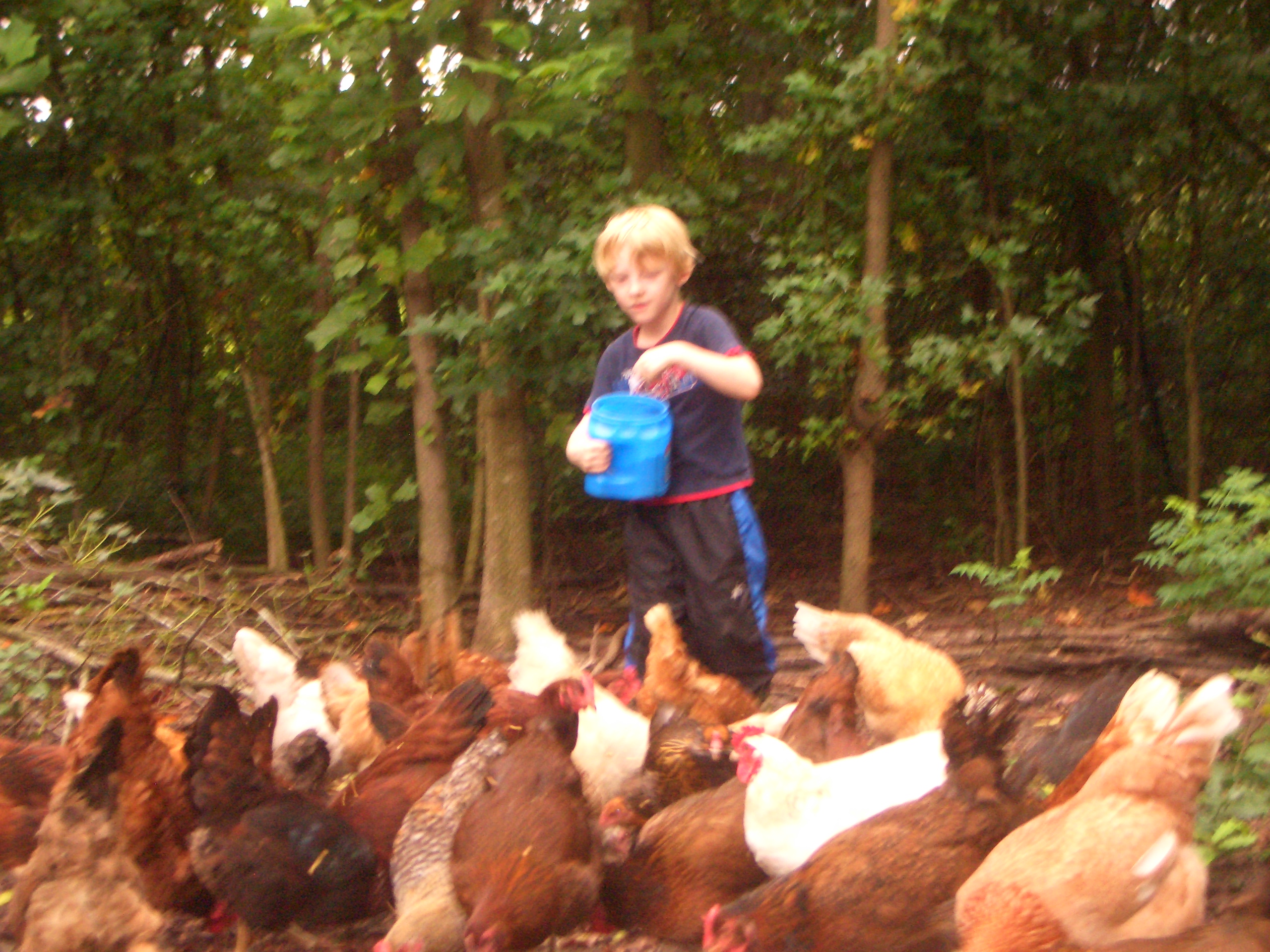 Jacob feeding the ladies in the main run some tasty treats.