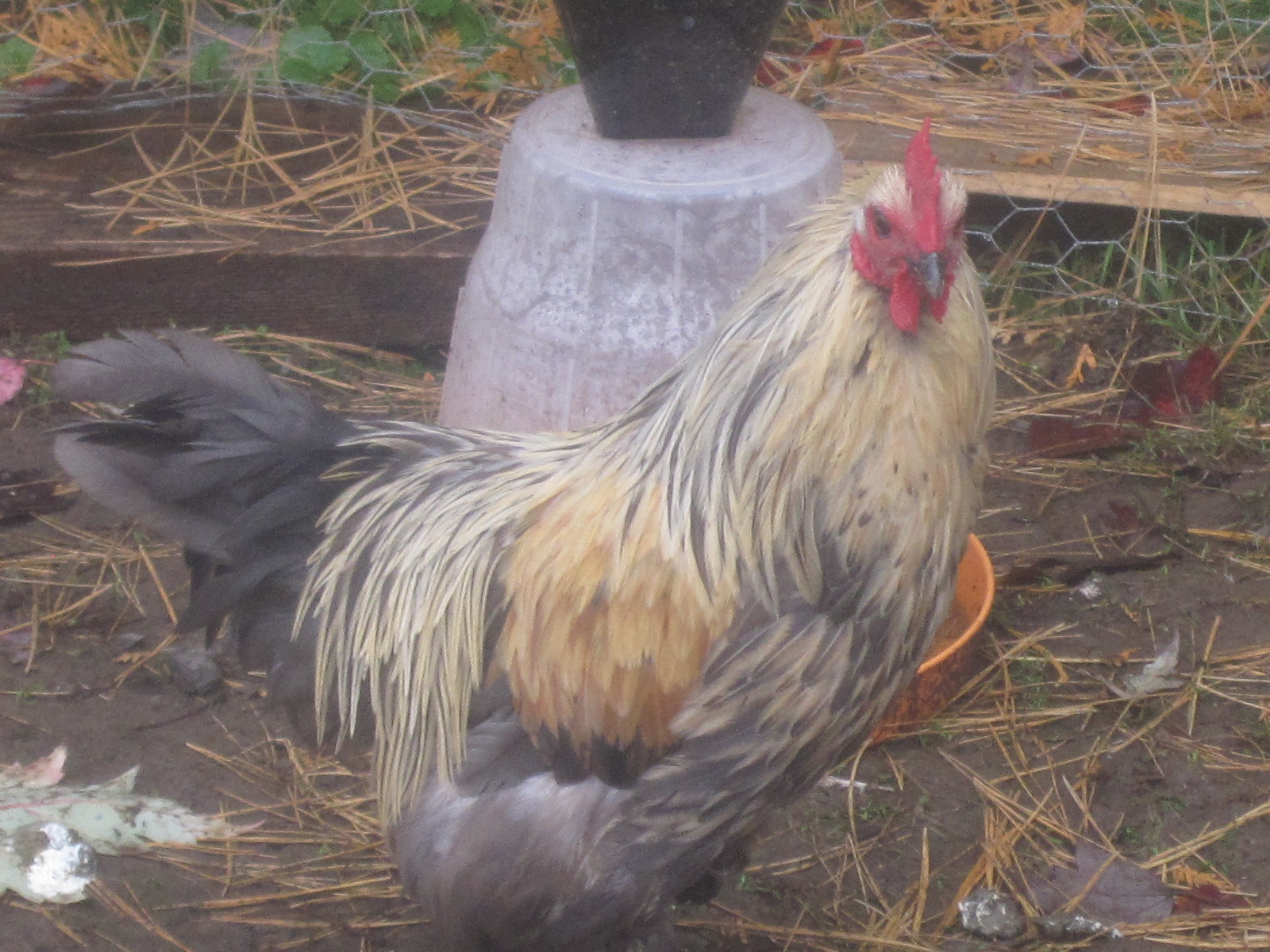 Jacob our banty rooster