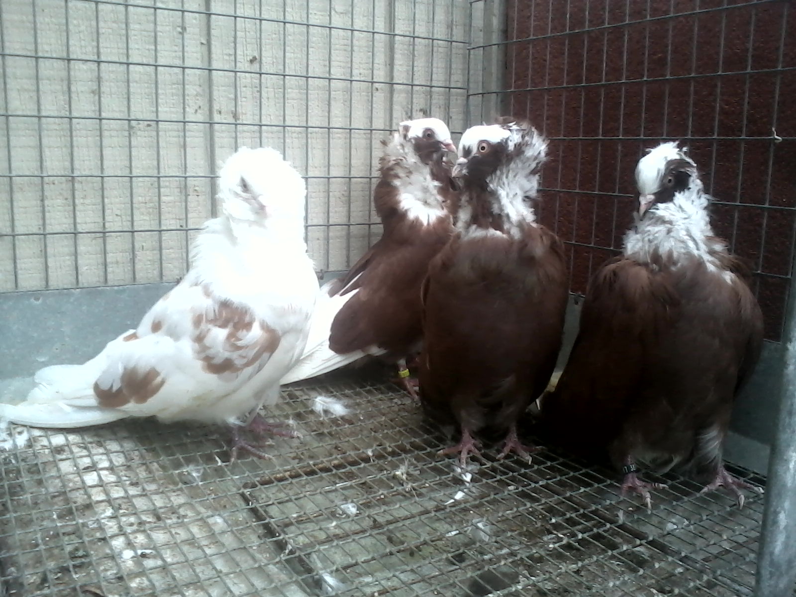 jacobins trimmed for breeding a while ago, though starting to grow back now...