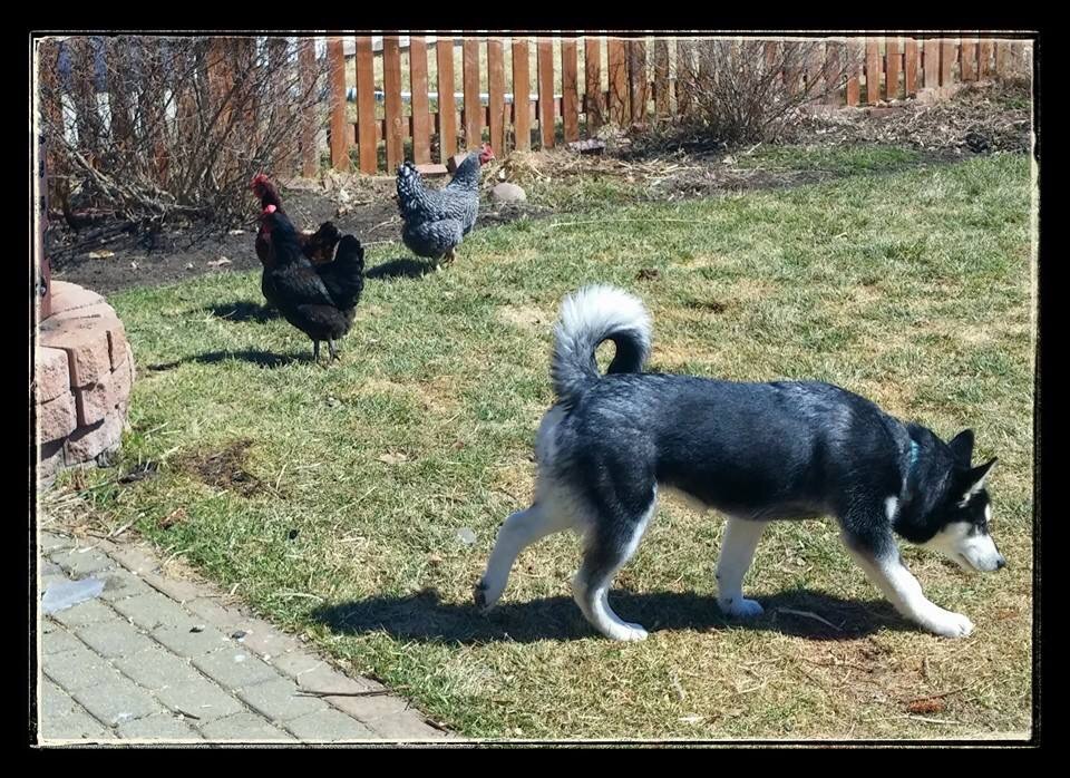 Jade, our 4 1/2 month old Husky, has graduated to supervised visits with the chickens. She no longer wants to eat them, but she is still up for a game of tag.  I try to tell her the the cool chick click doesn't "play", they "hang out".