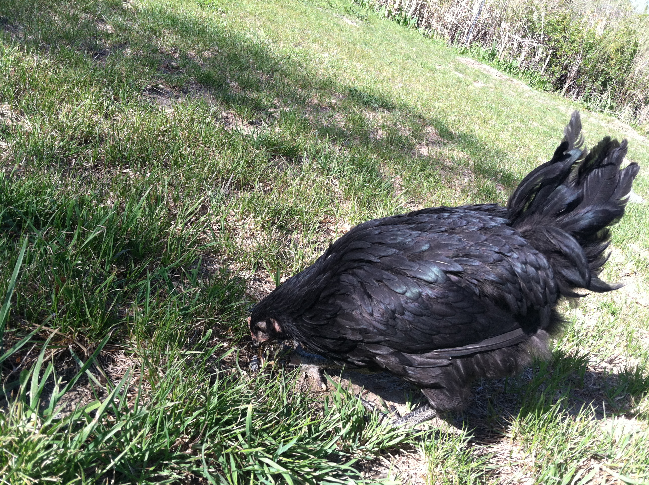 Jade, our Black Australorp