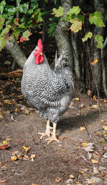 Jagger - Alpha rooster