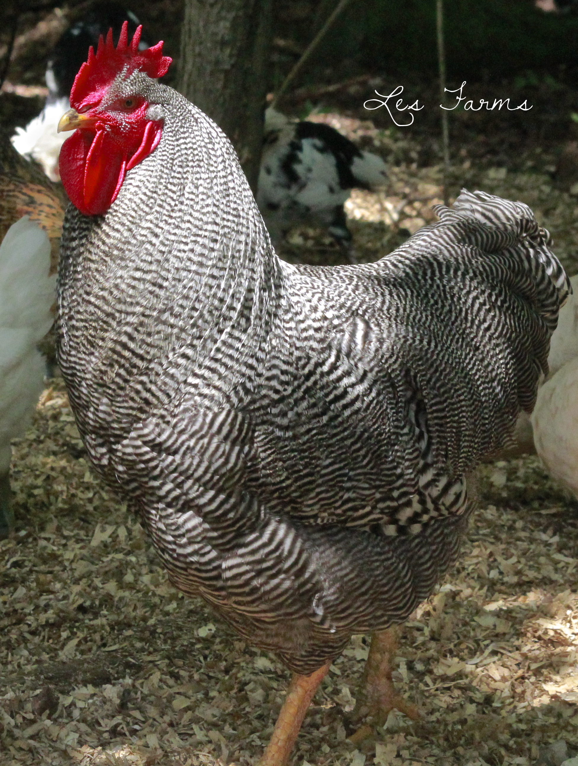 Jagger II Barred Plymouth Rock