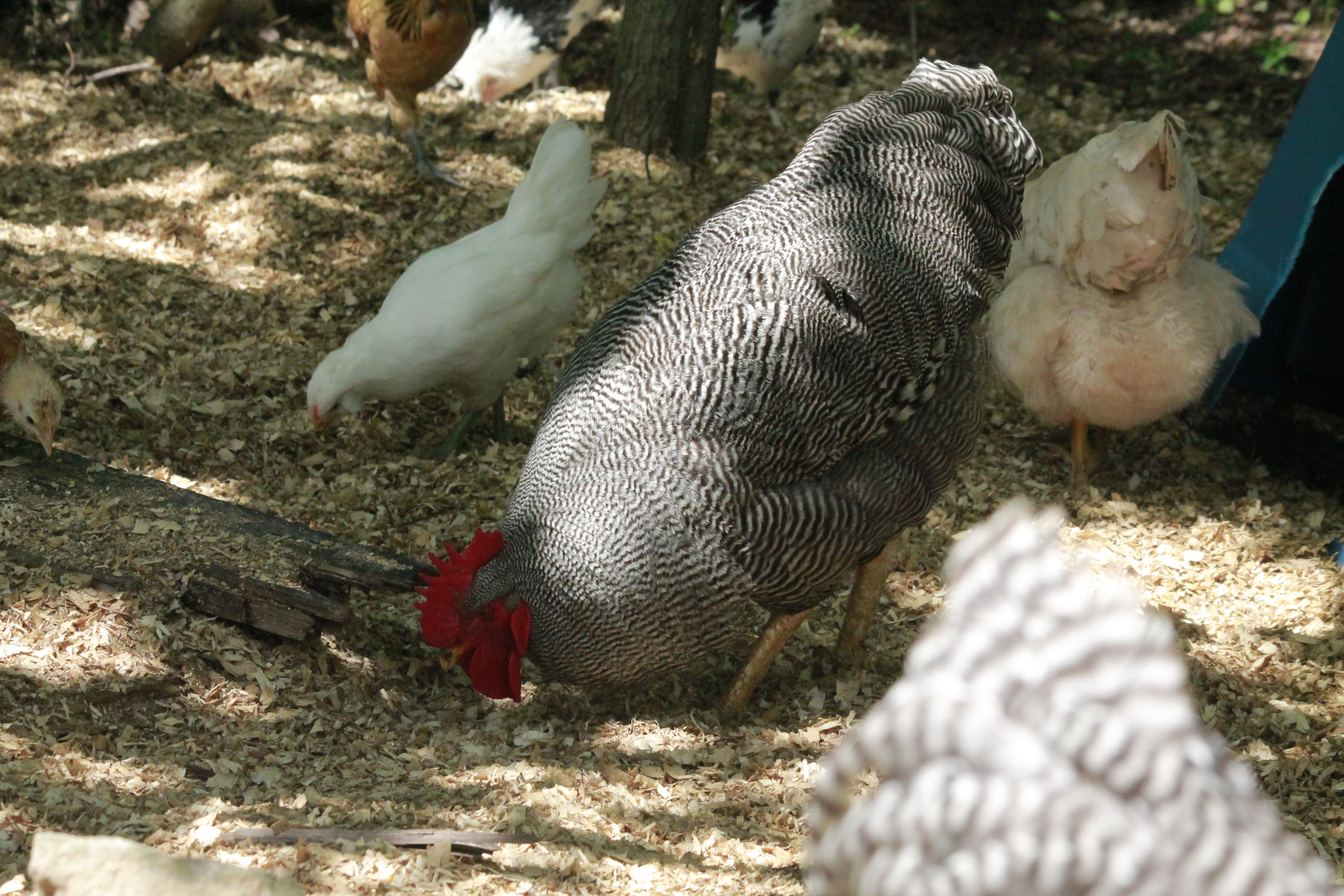 Jagger II foraging in the compost with the flock