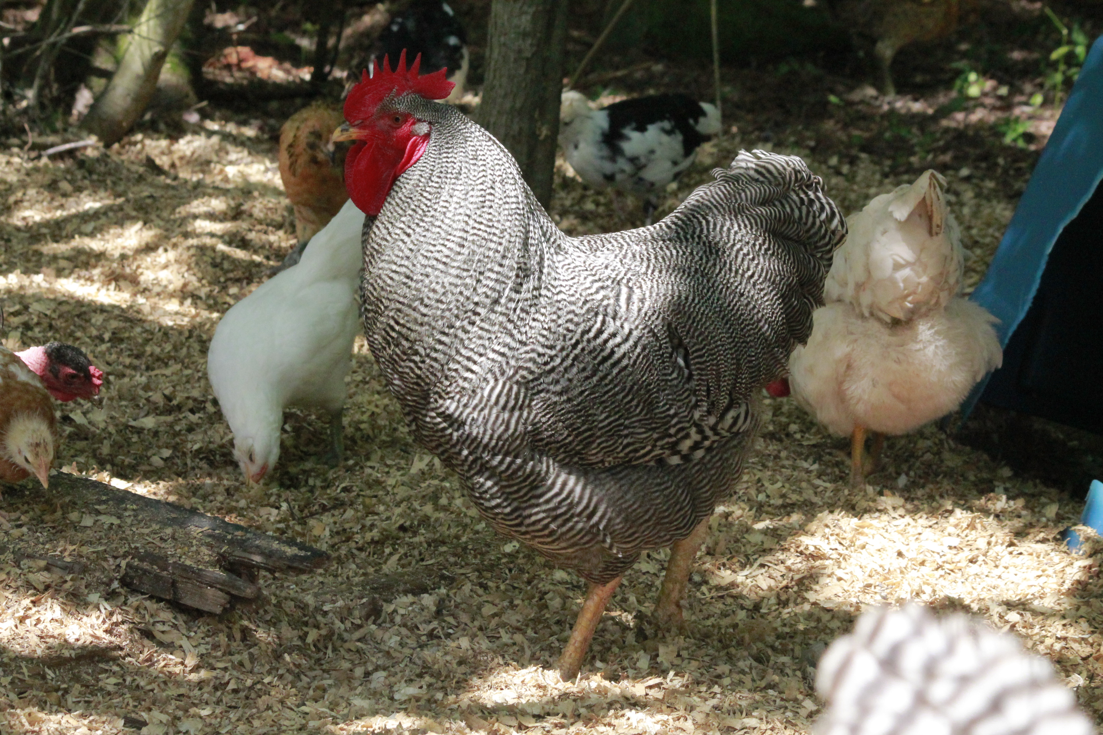 Jagger II foraging in the compost with the flock