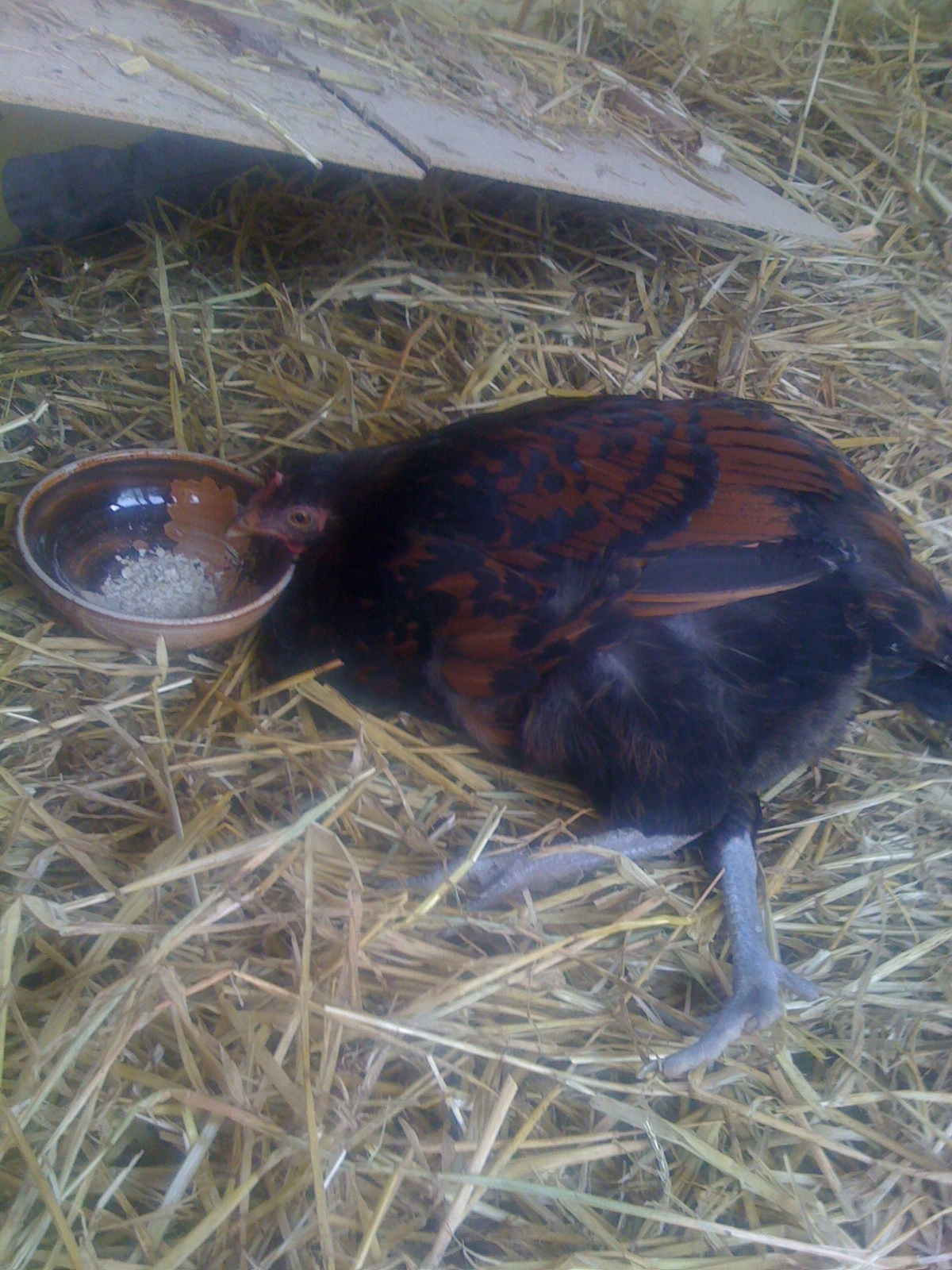 Jagger when she got sick :(