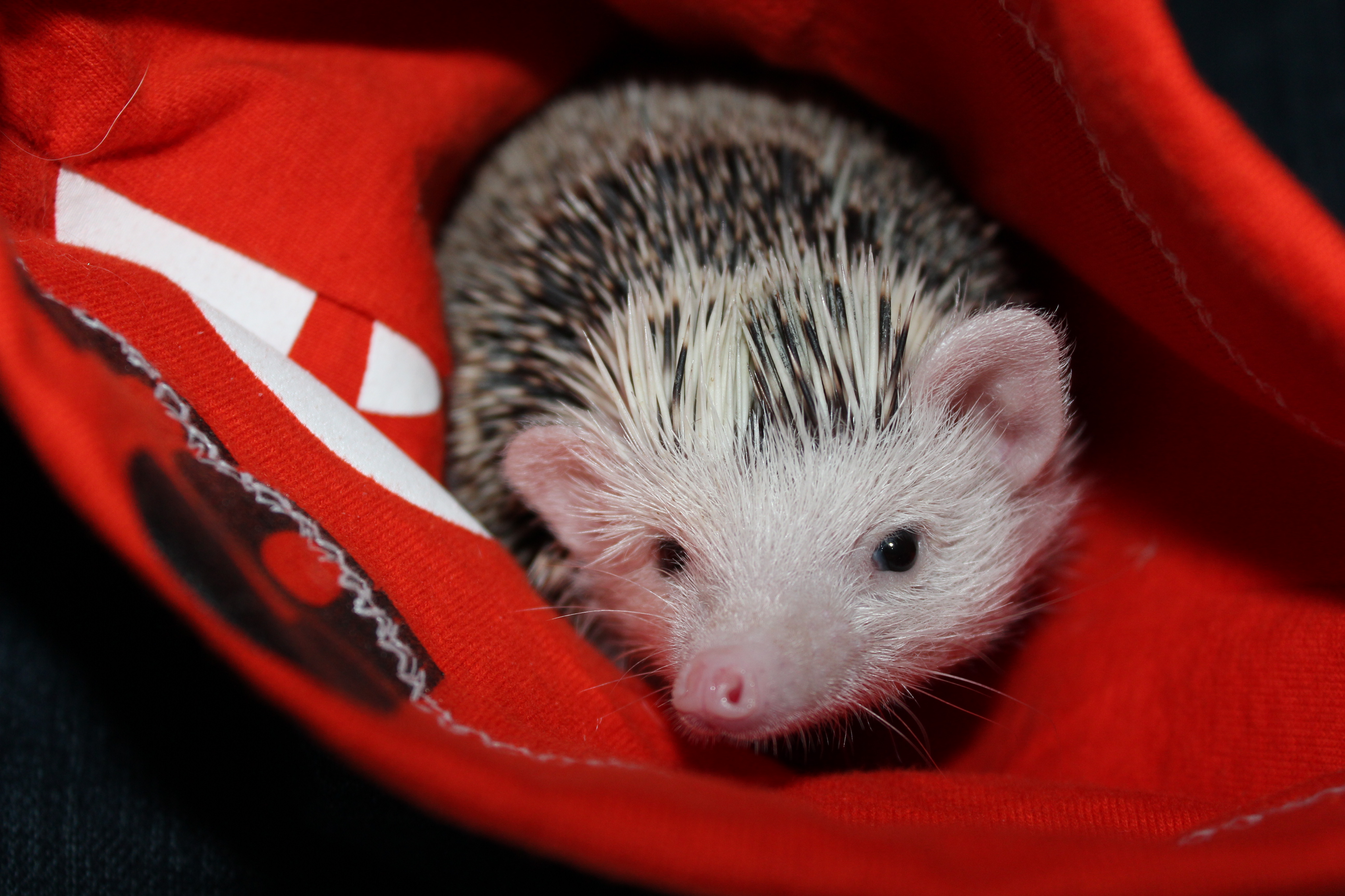 Jake - algerian dark grey/black pinot-snowflake hedgehog with pinto face
