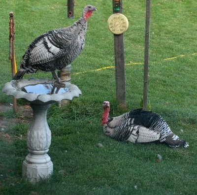 Jake and Jenny -- narri pair